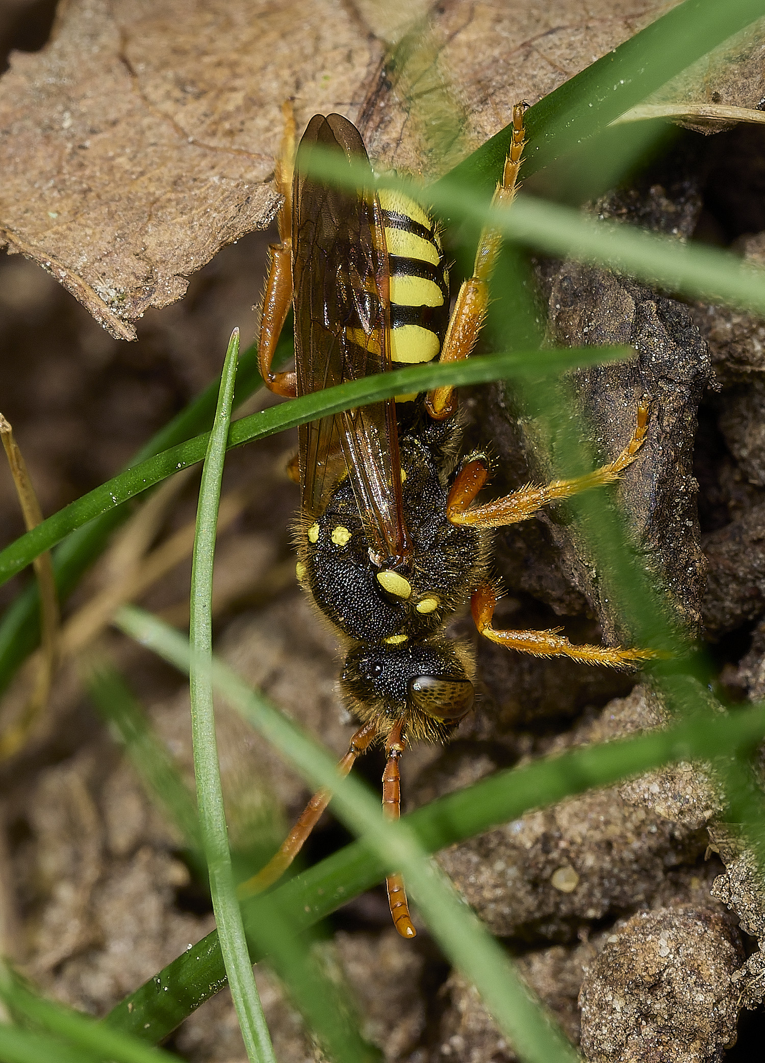 HanworthNomadagoodeniana140426-2