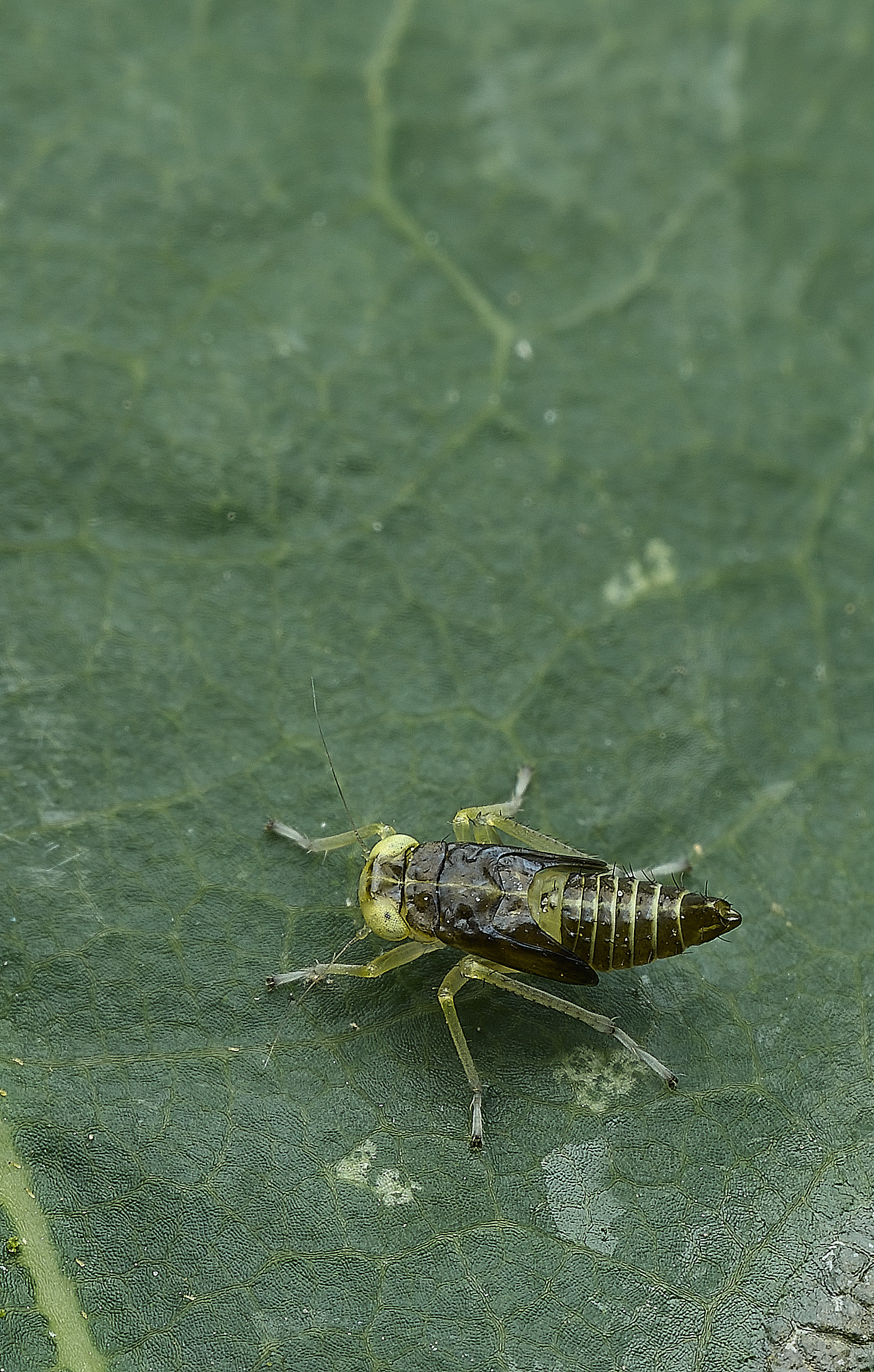HanworthNymph100626-1