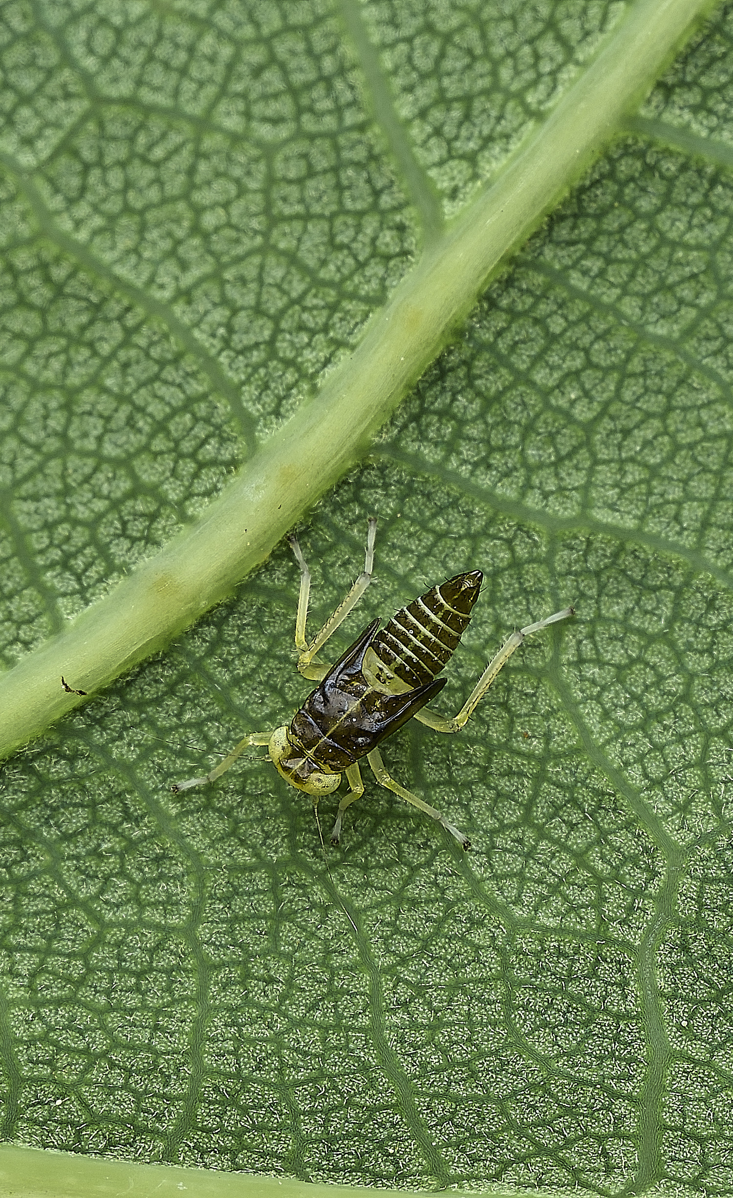 HanworthNymph100626-2