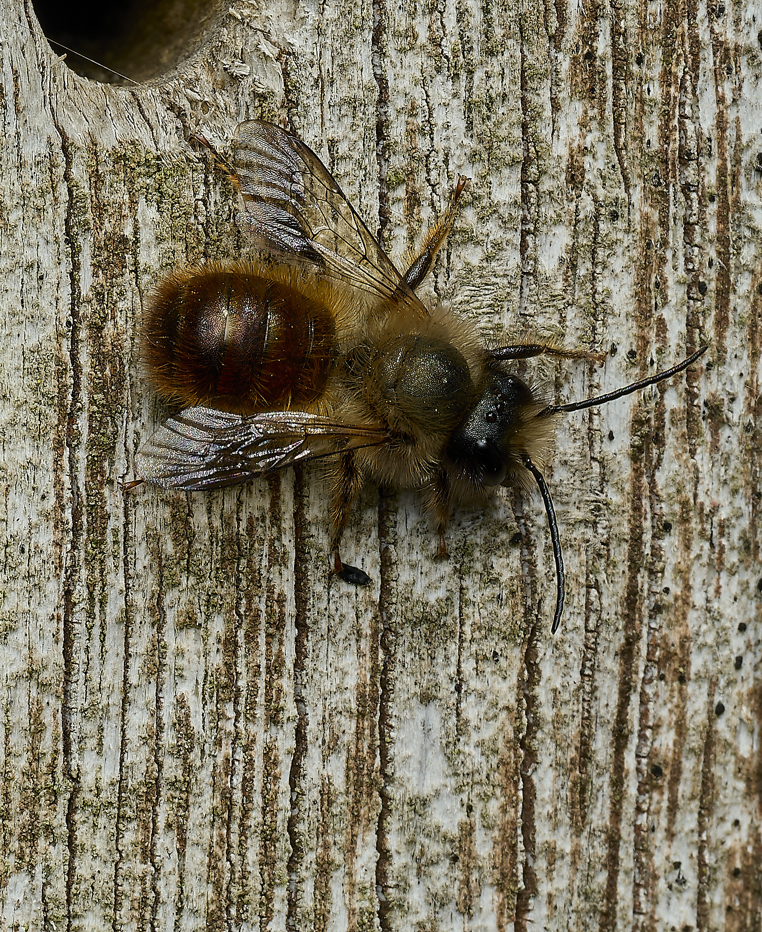 HanworthObicornis260426-5