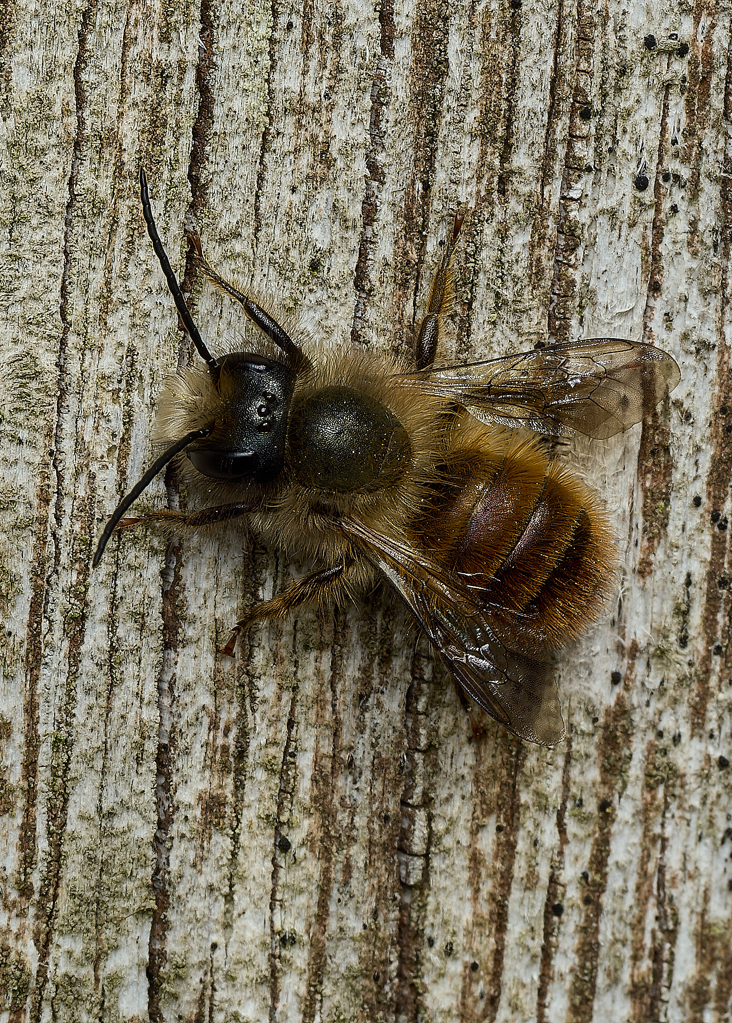 HanworthObicornis260426-6