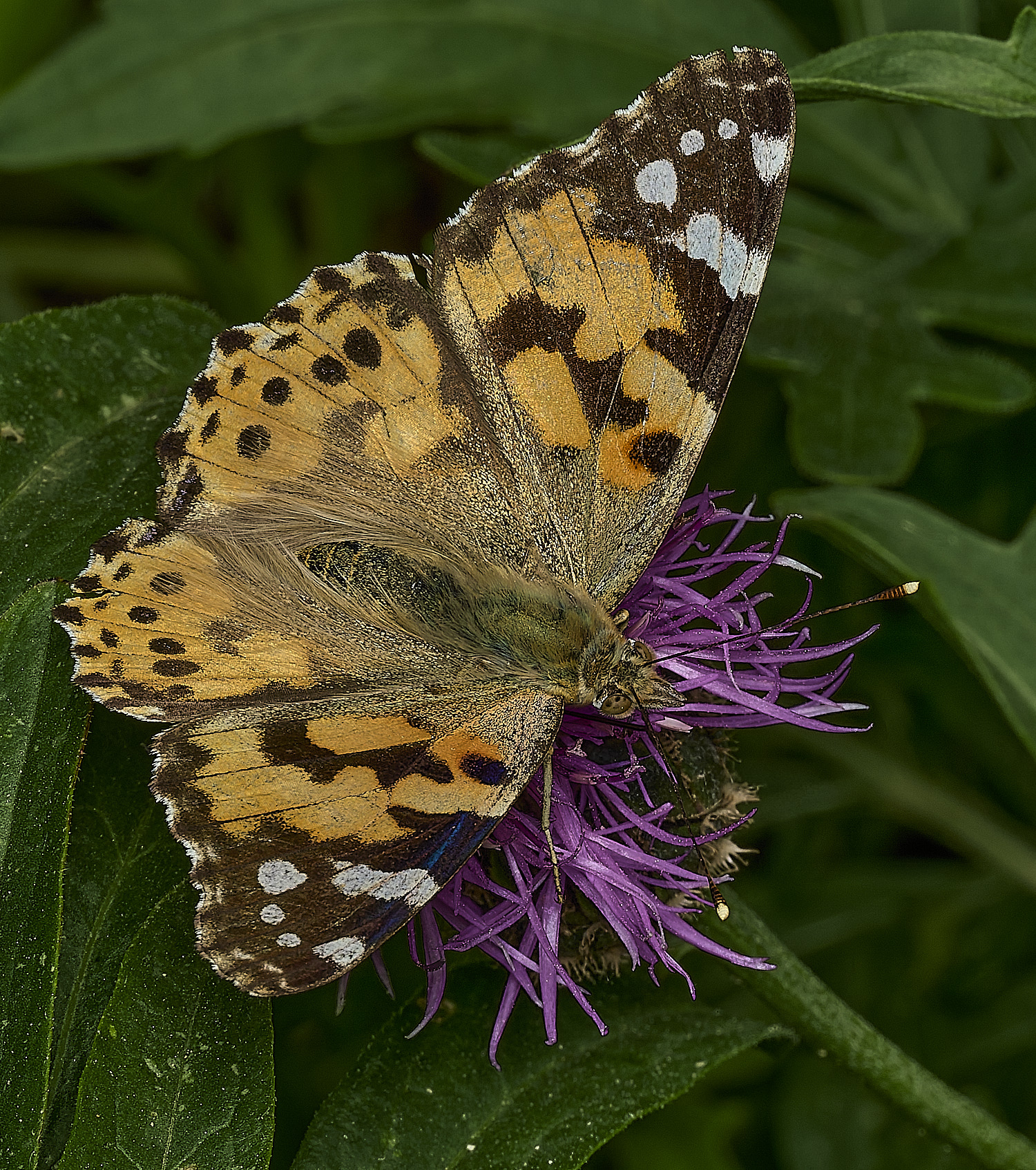 HanworthPaintedLady010626-1