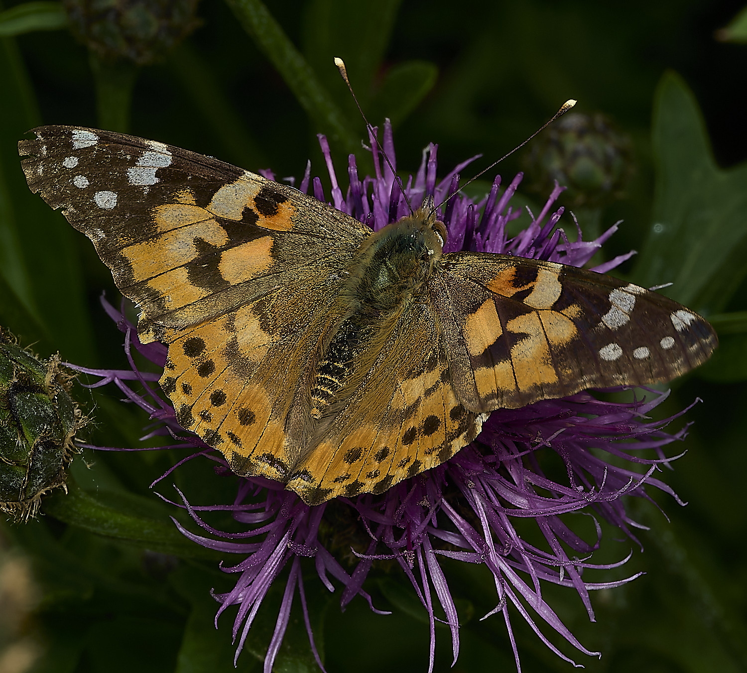 HanworthPaintedLady010626-5