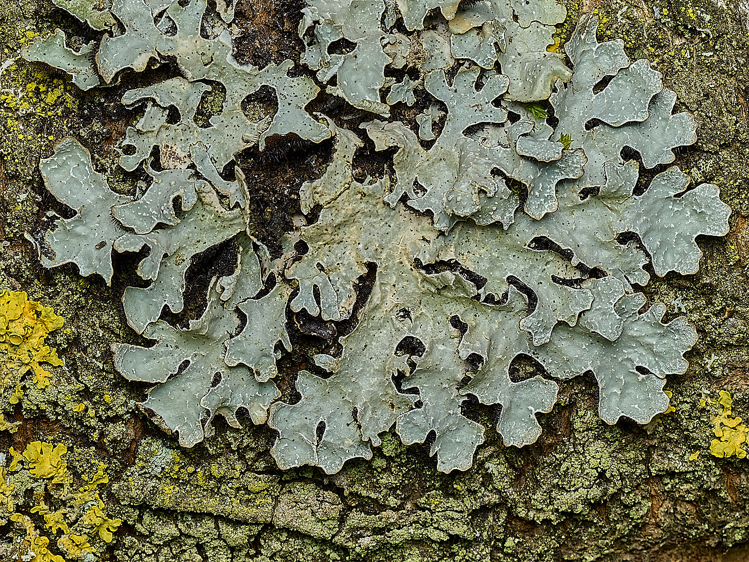 HanworthParmeliasulcata060426-1