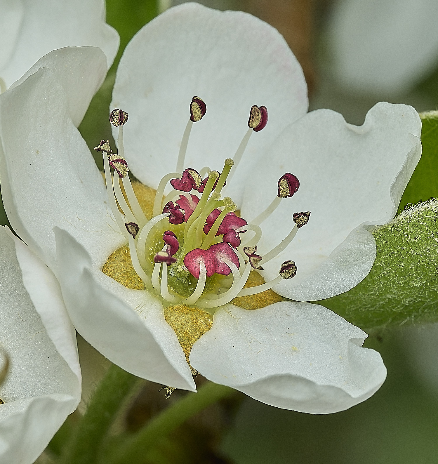 HanworthPear100426-1