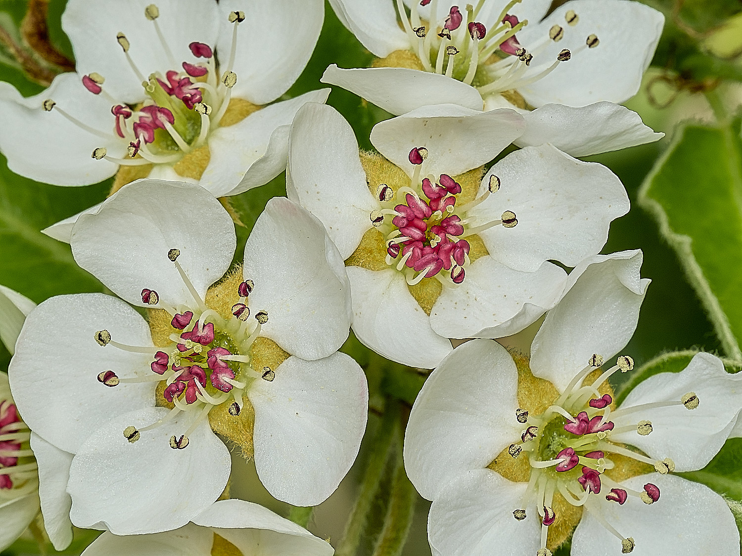 HanworthPear100426-2