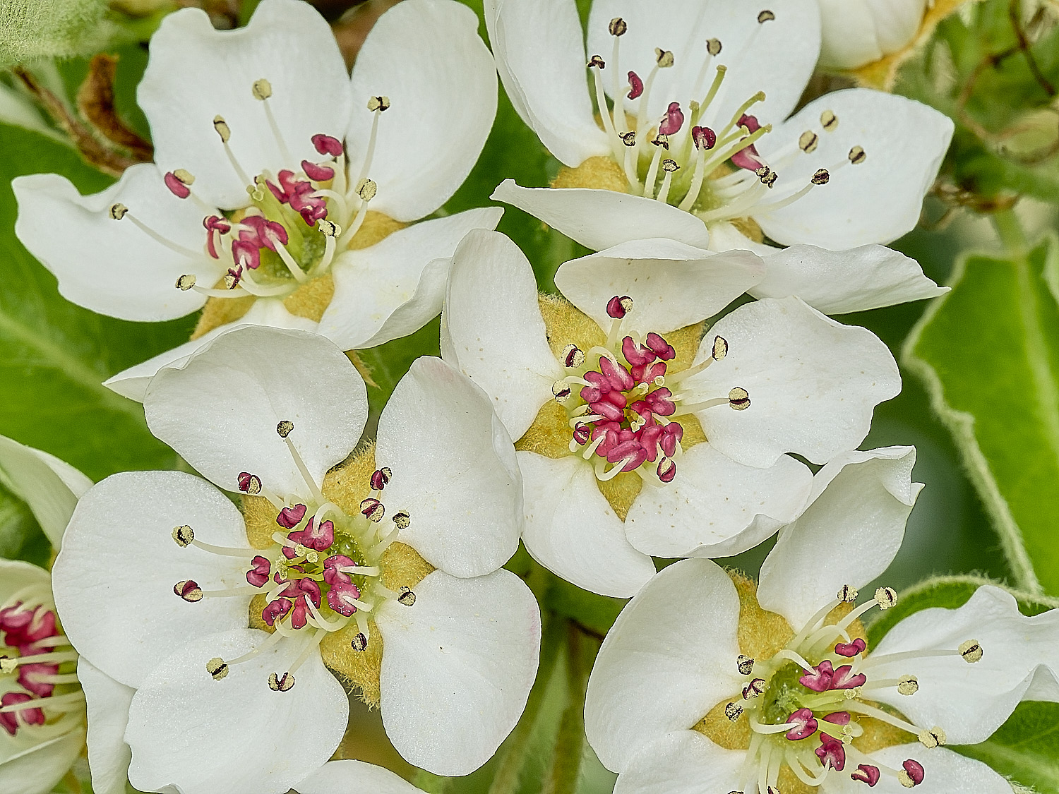 HanworthPear100426-3