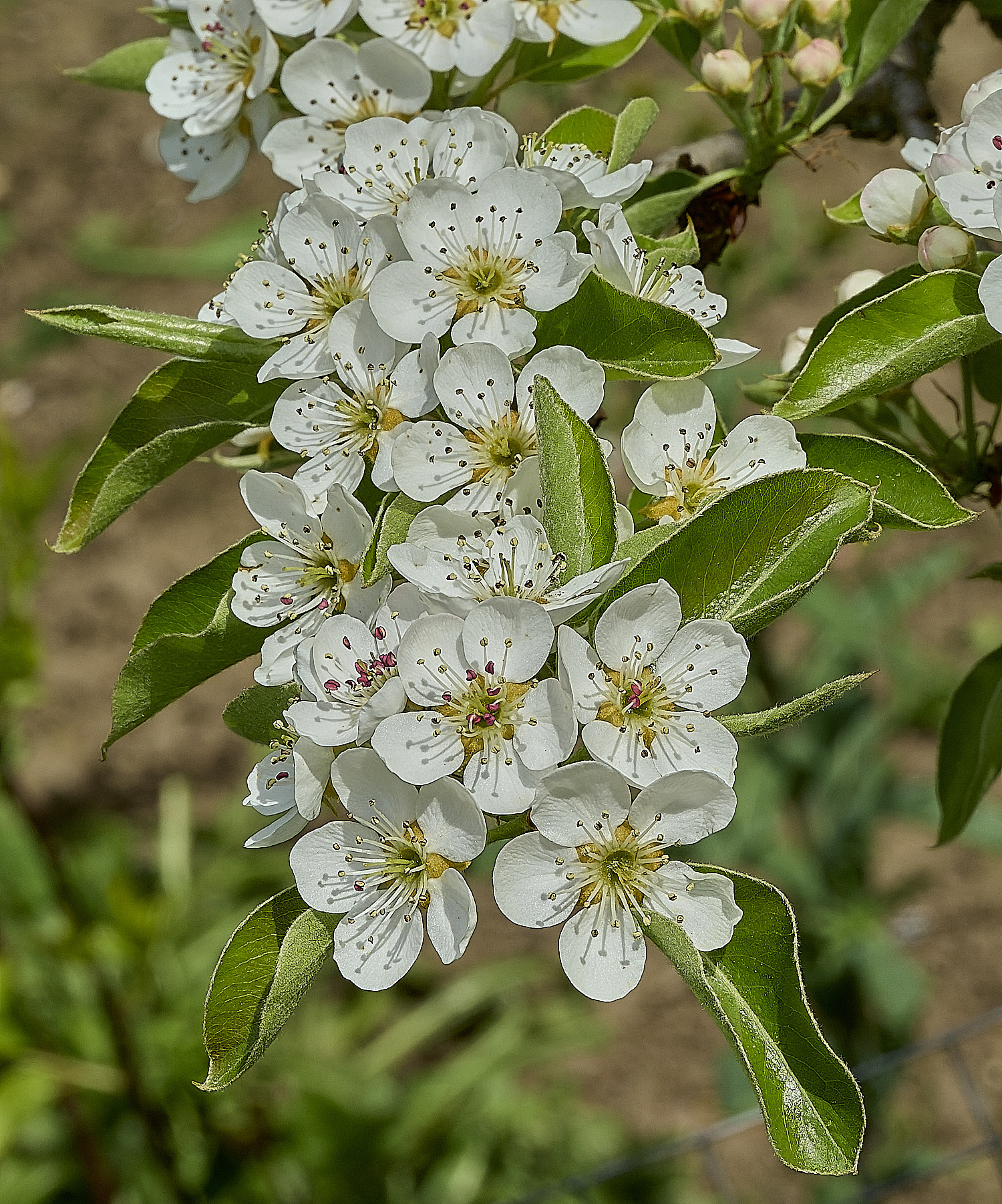 HanworthPear100426-4