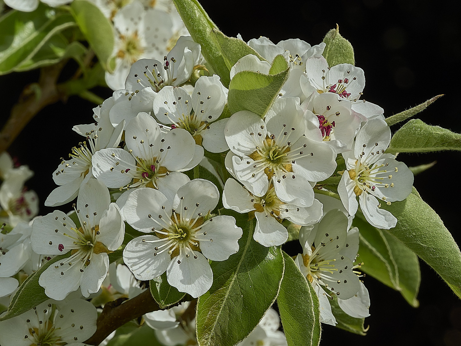 HanworthPear100426-5