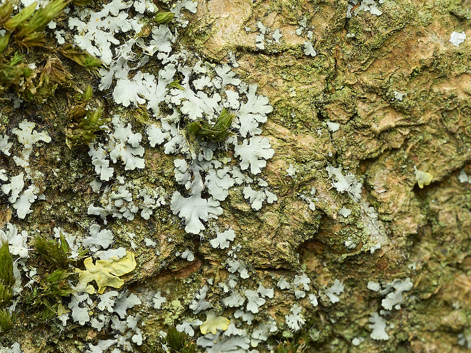 HanworthPhysciaadscendens140426-1