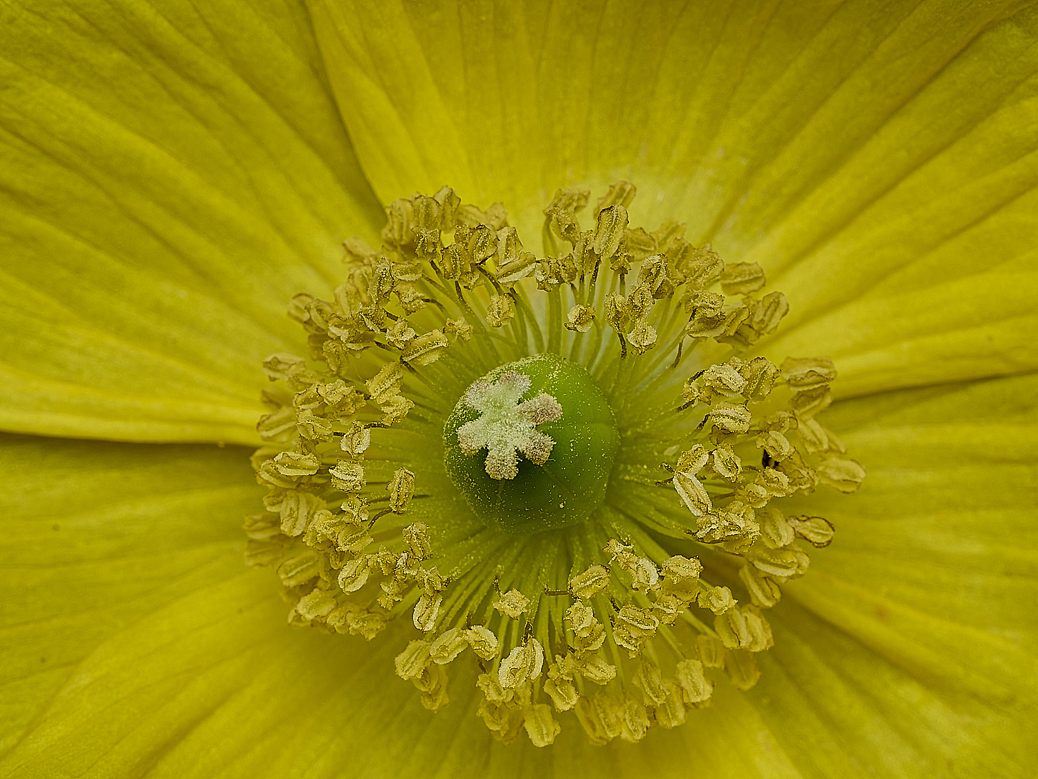 HanworthPoppy30426-3-003