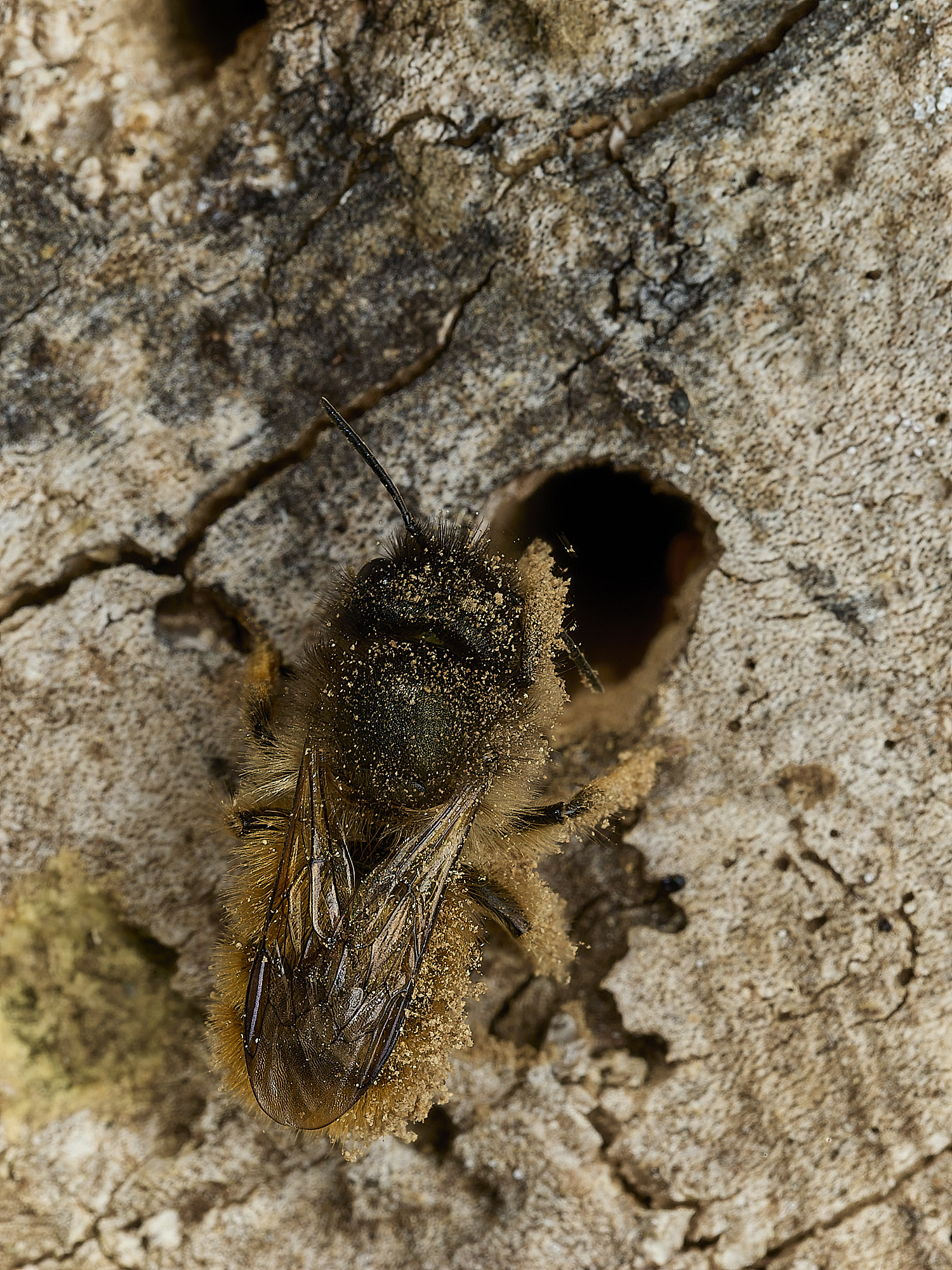 HanworthRedMasonBee170426-1