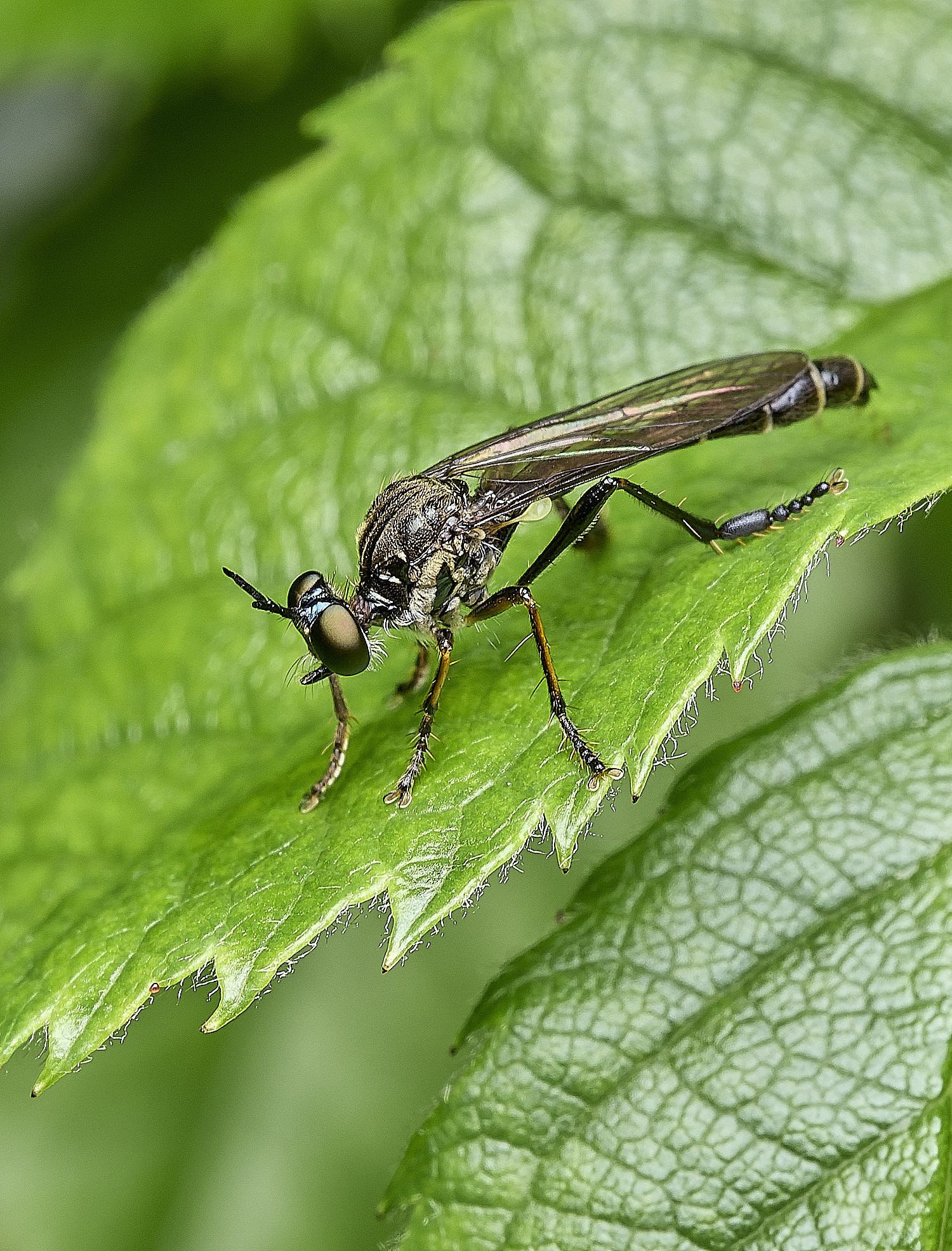 HanworthRobberFly100626-1