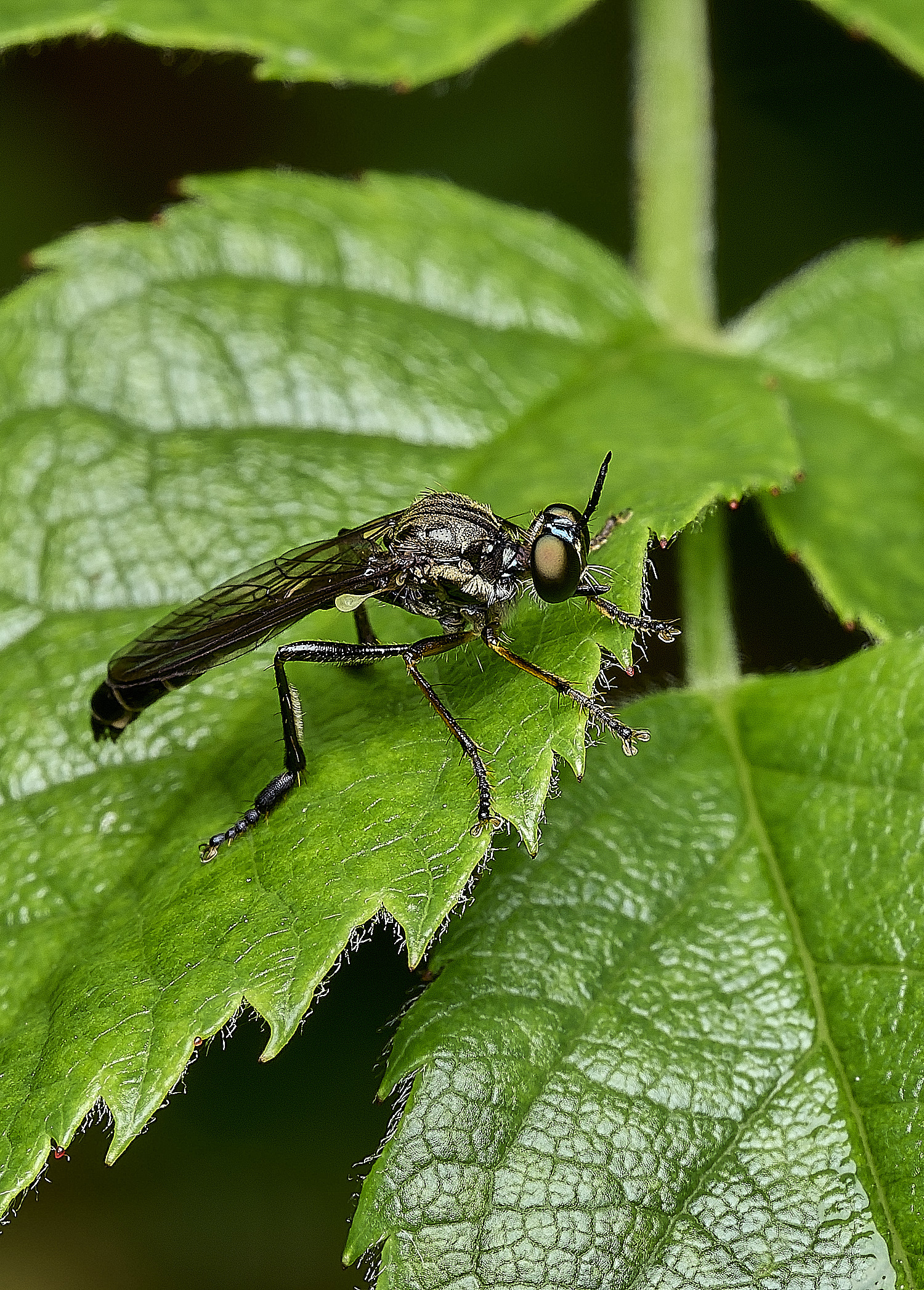 HanworthRobberFly100626-2