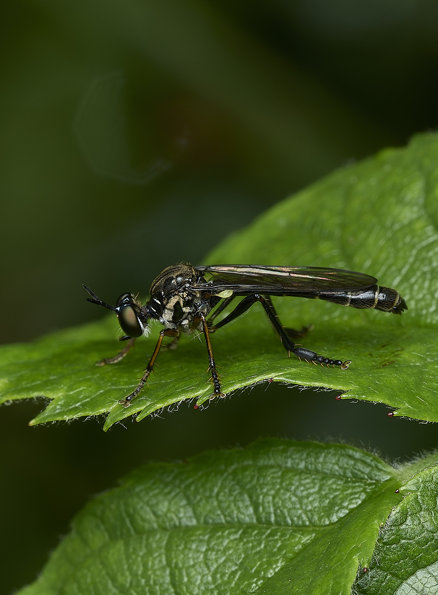 HanworthRobberFly100626-3