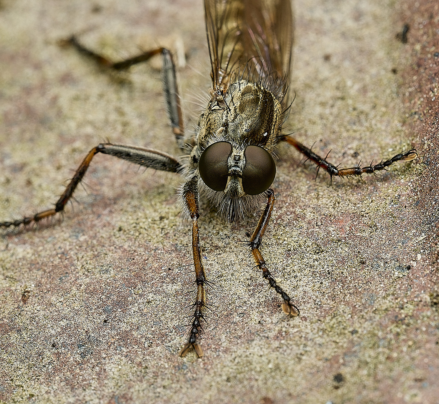HanworthRobberflySp210726-1