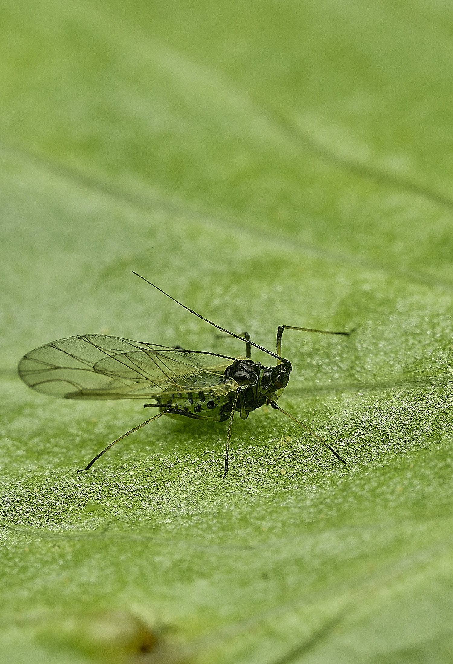 HanworthRodoratumAphid100526-4