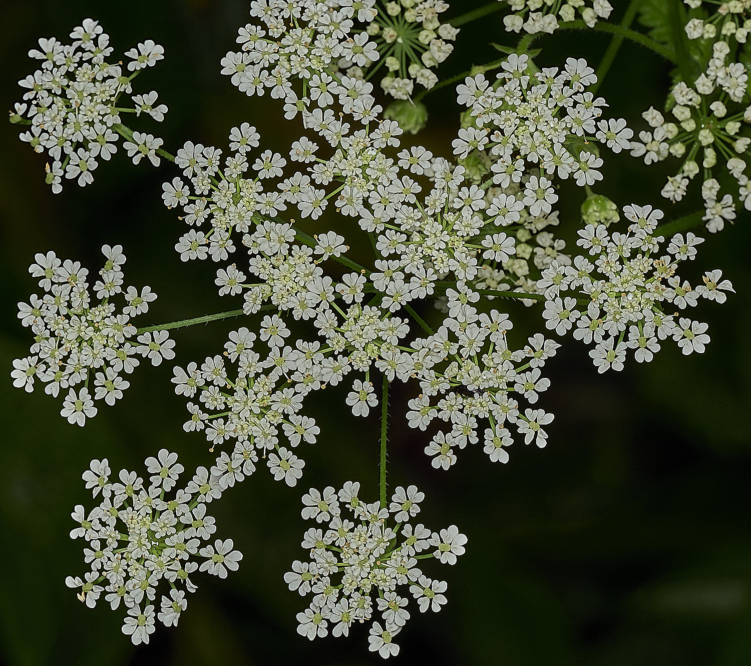 HanworthRoughChervil100626-10