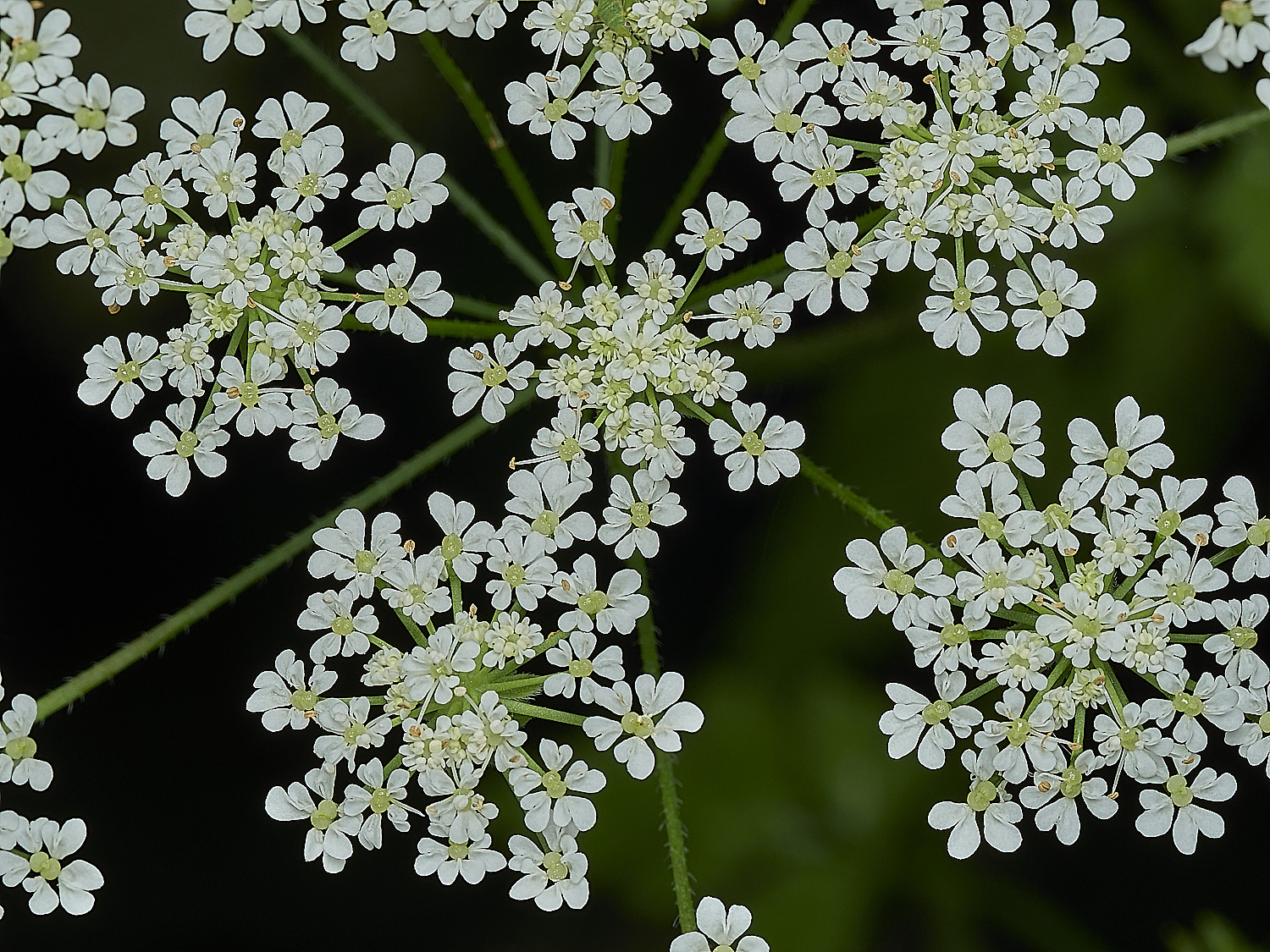 HanworthRoughChervil100626-2