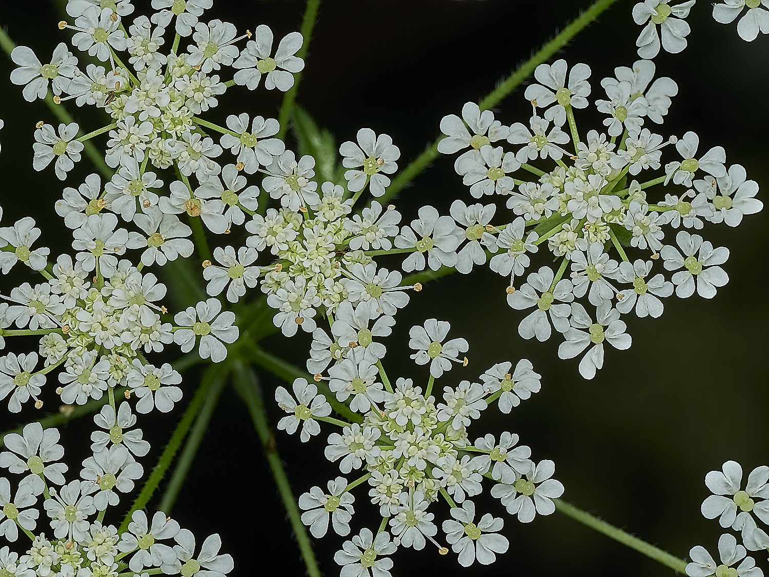 HanworthRoughChervil100626-3