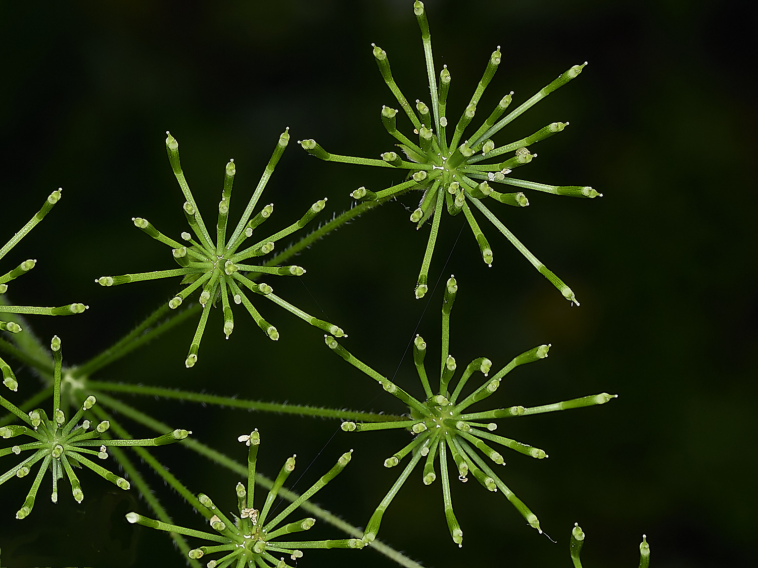 HanworthRoughChervil100626-5