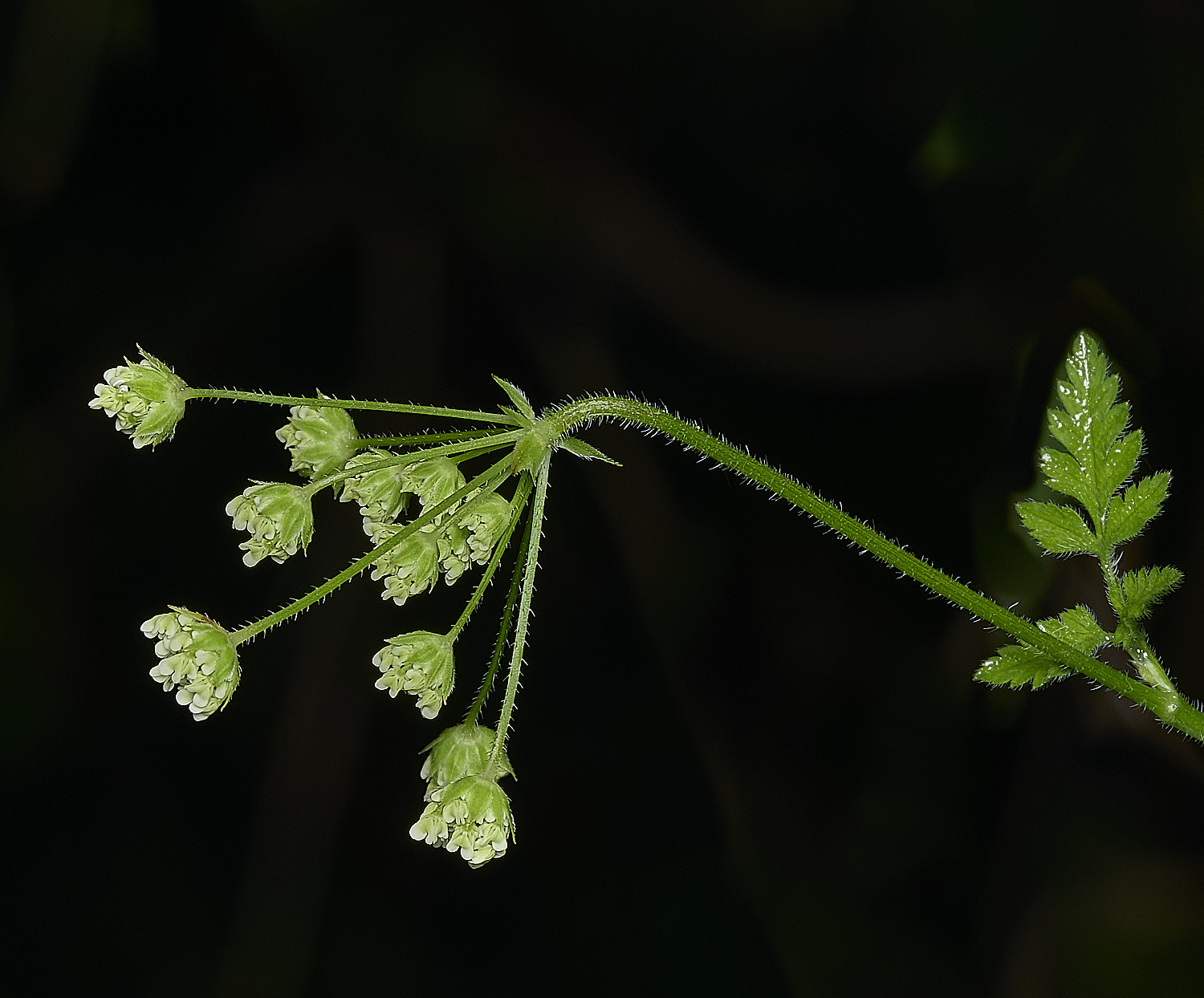 HanworthRoughChervil100626-7
