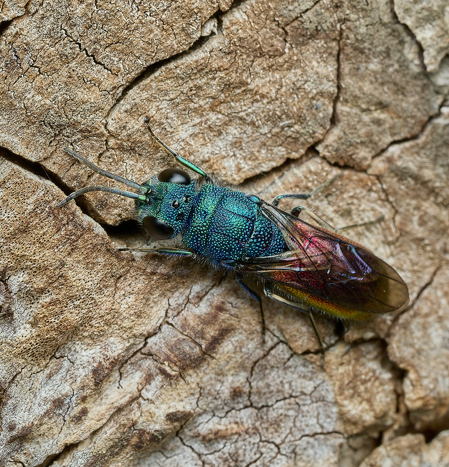 HanworthRuby-tail120426-1