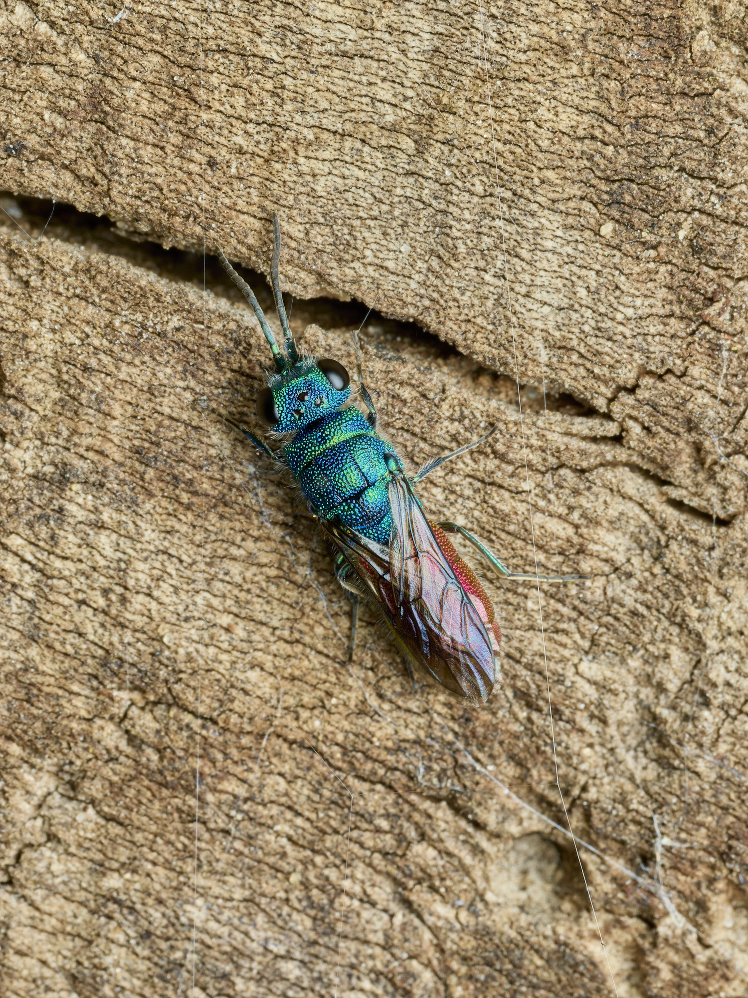 HanworthRuby-tail140426-1