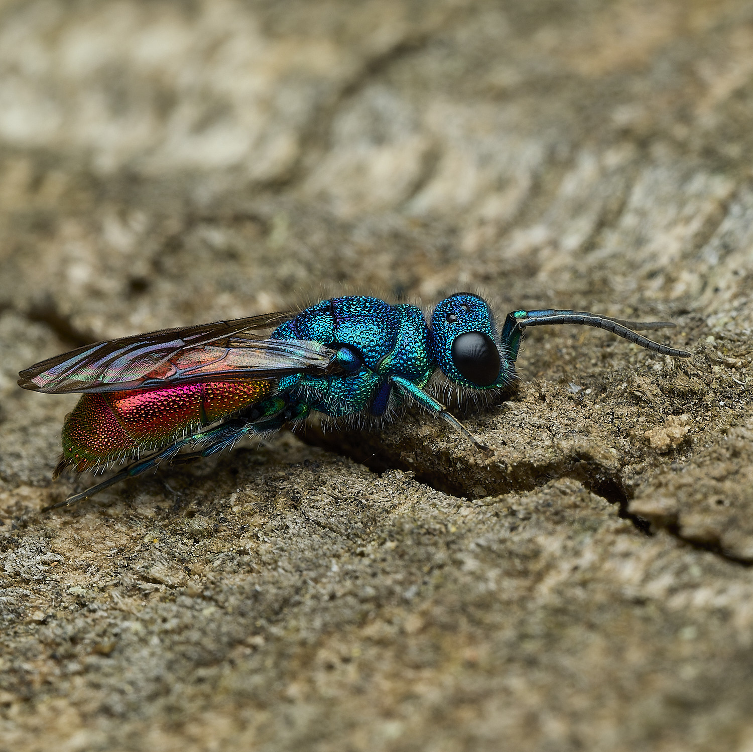 HanworthRuby-tail240426-5