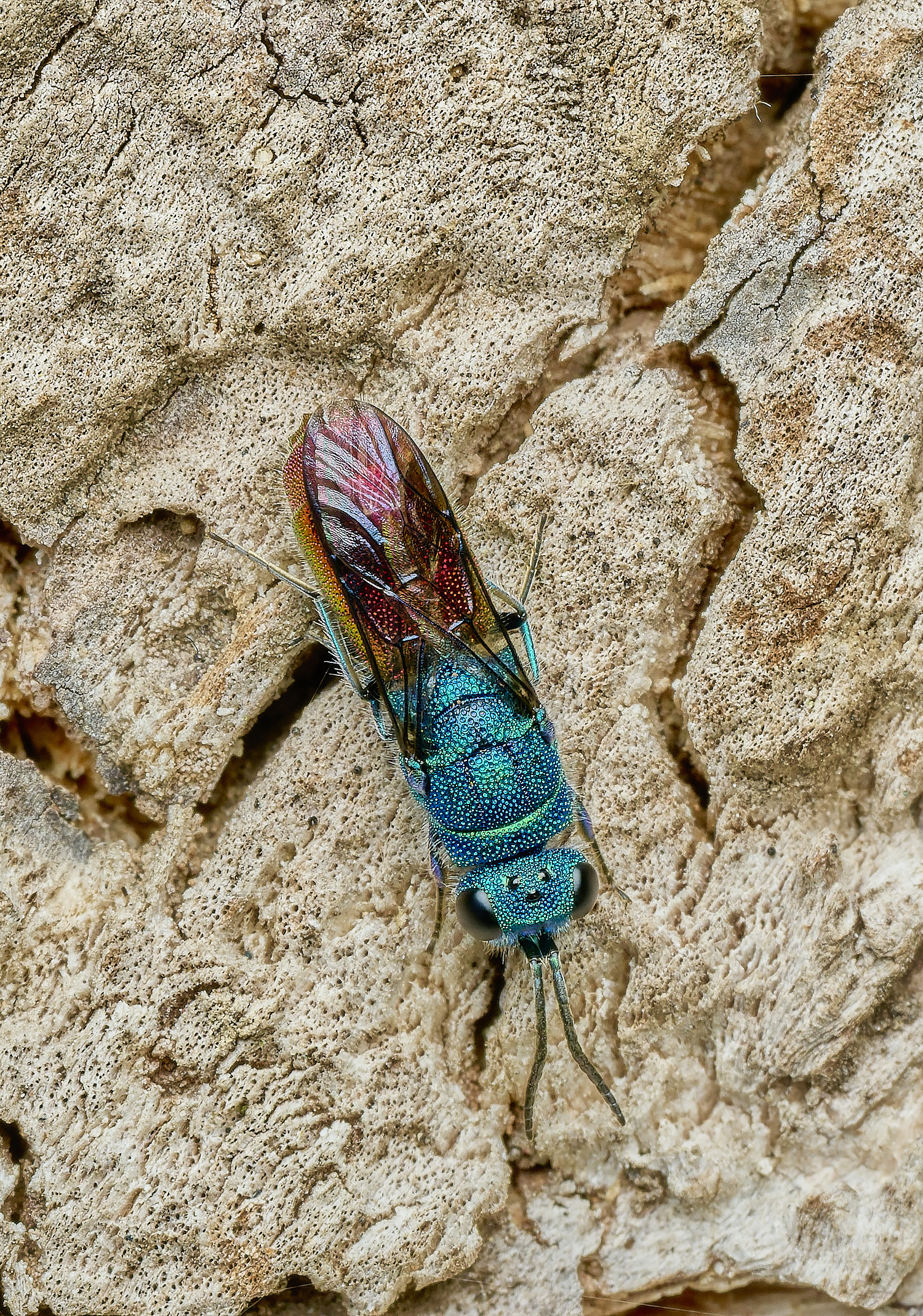 HanworthRubyTail100426-1 2