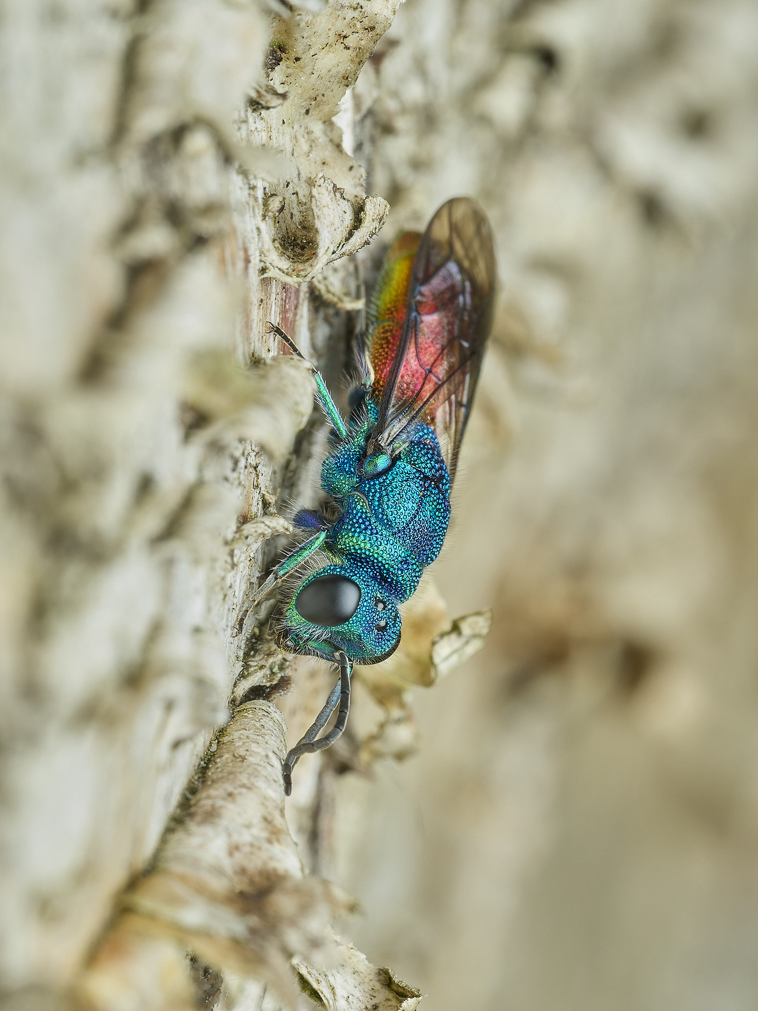 HanworthRubyTail100426-2