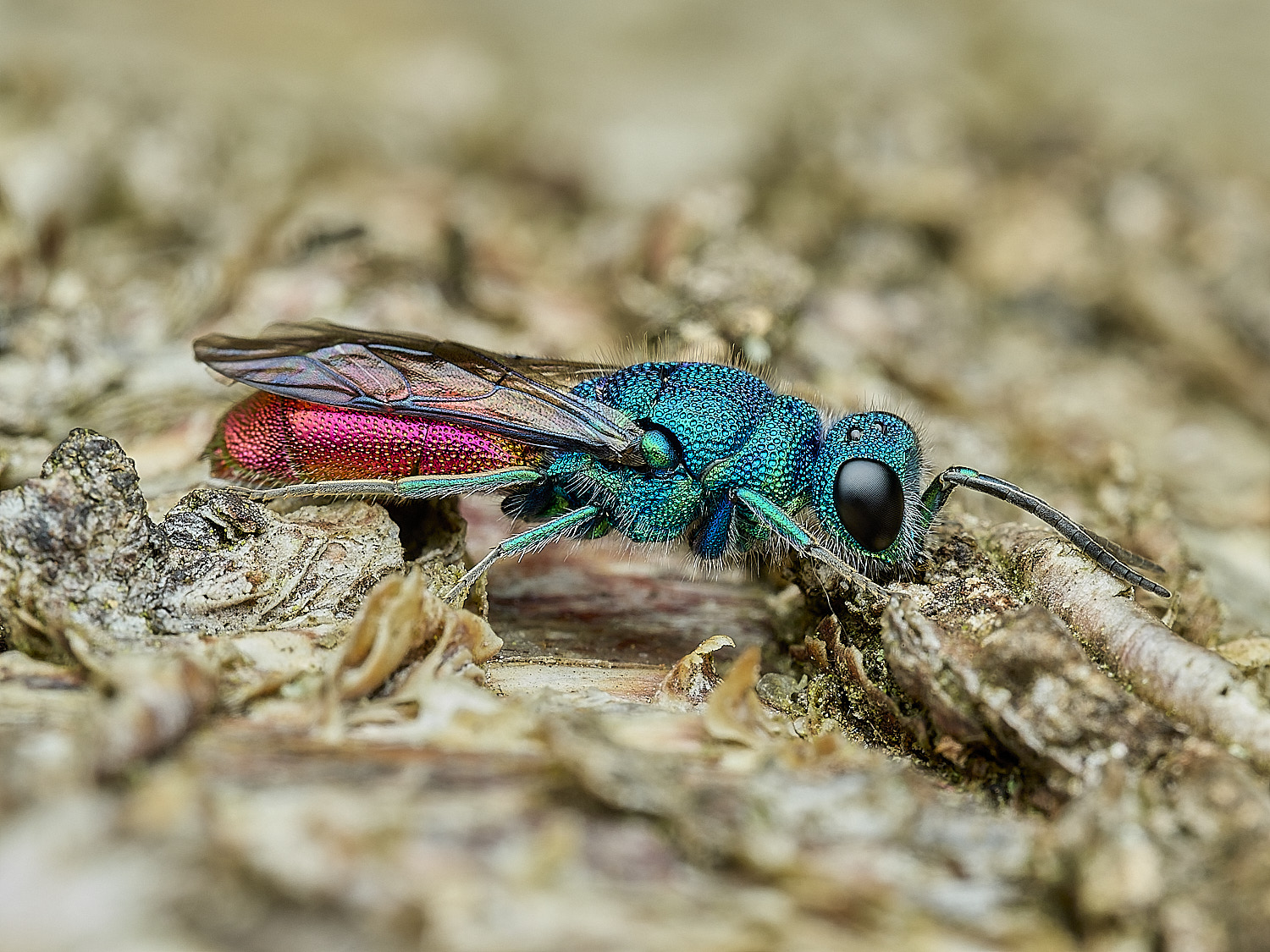 HanworthRubyTail100426-4