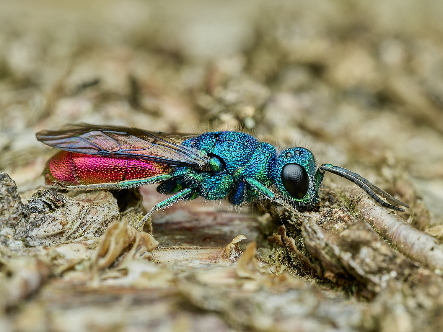 HanworthRubyTail100426-5