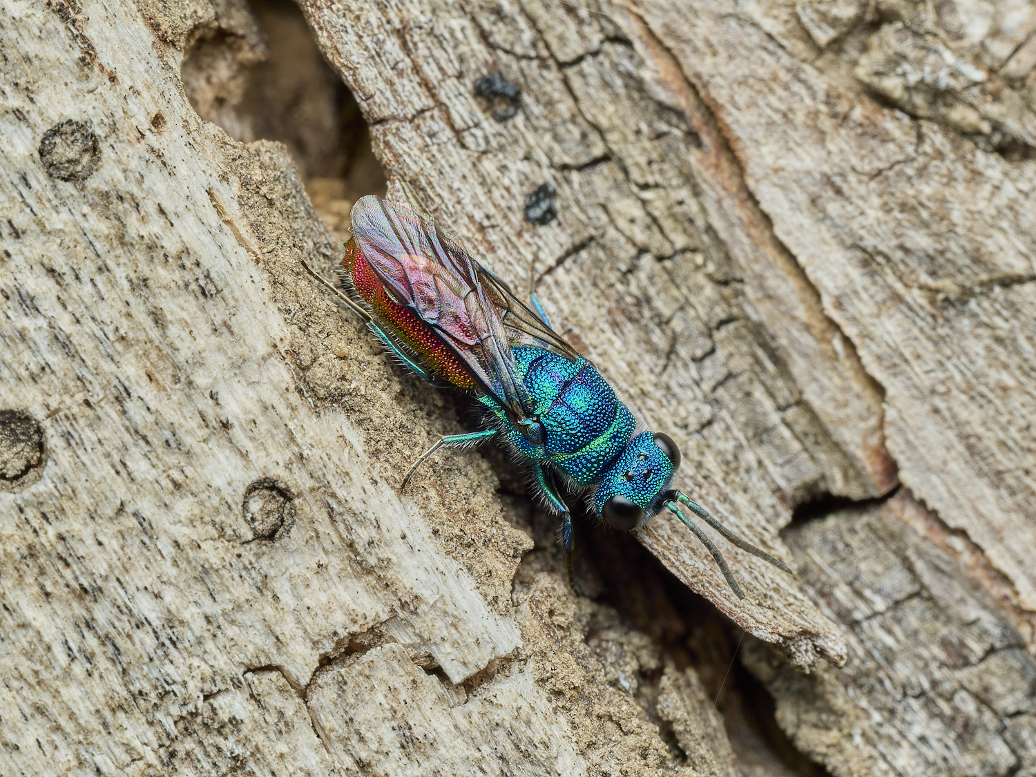 HanworthRubyTail100426-6