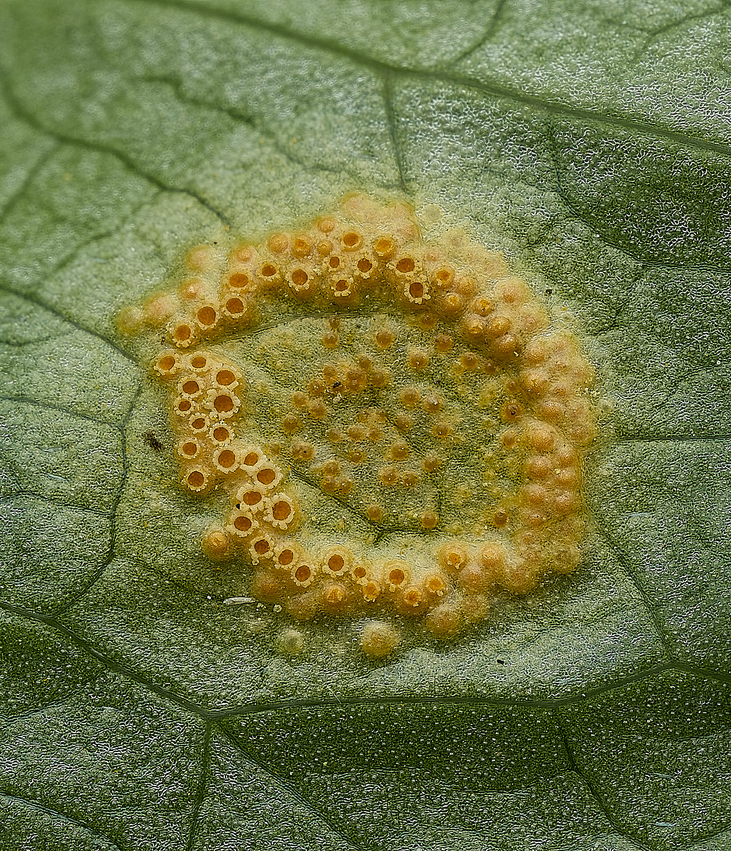 HanworthRust170426-1