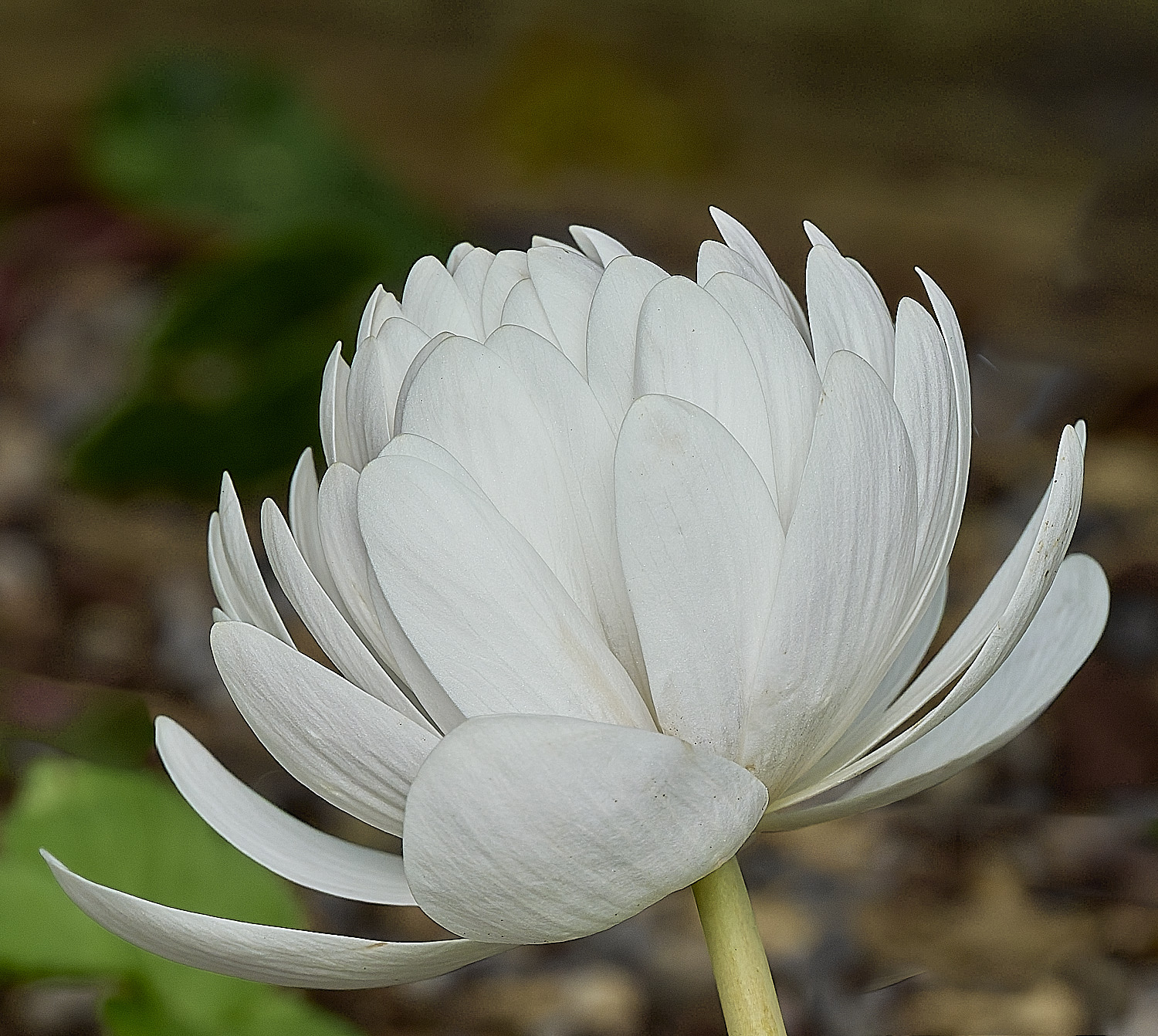 Hanworthsanguinaria120426-1