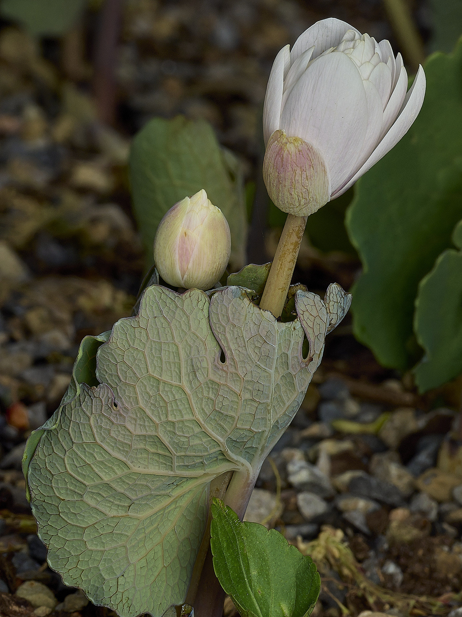 Hanworthsanguinaria120426-2