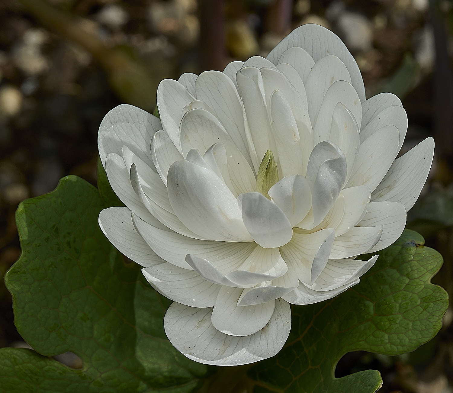Hanworthsanguinaria120426-3