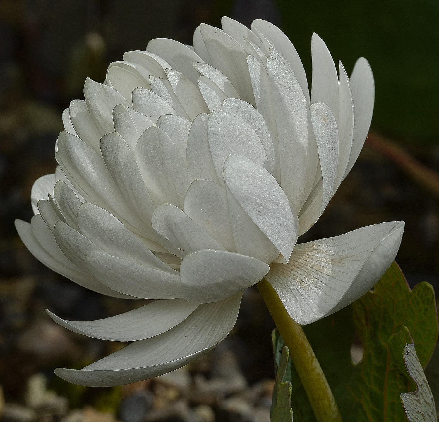 Hanworthsanguinaria120426-4 1