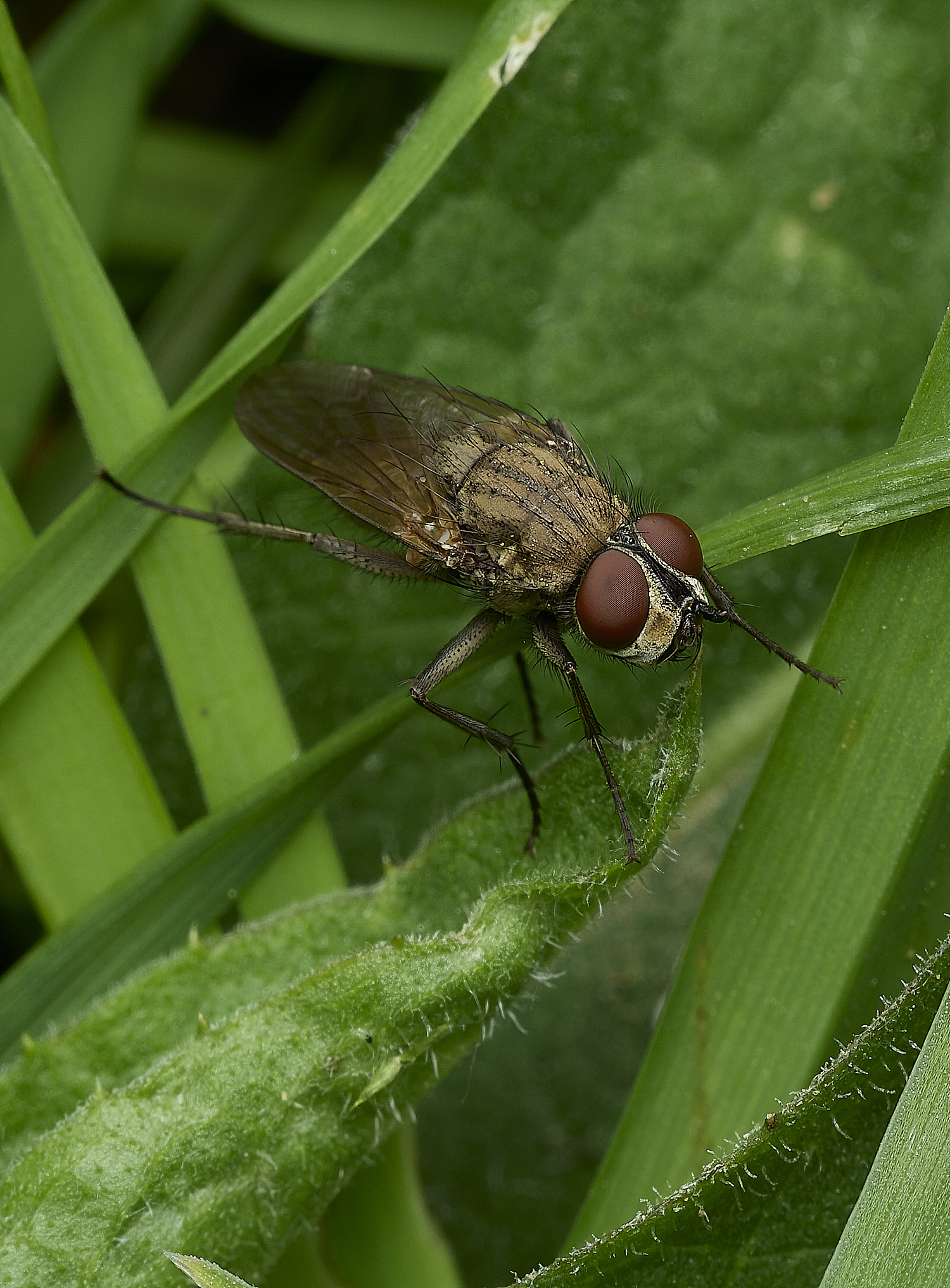 HanworthSatelliteFly170426-1