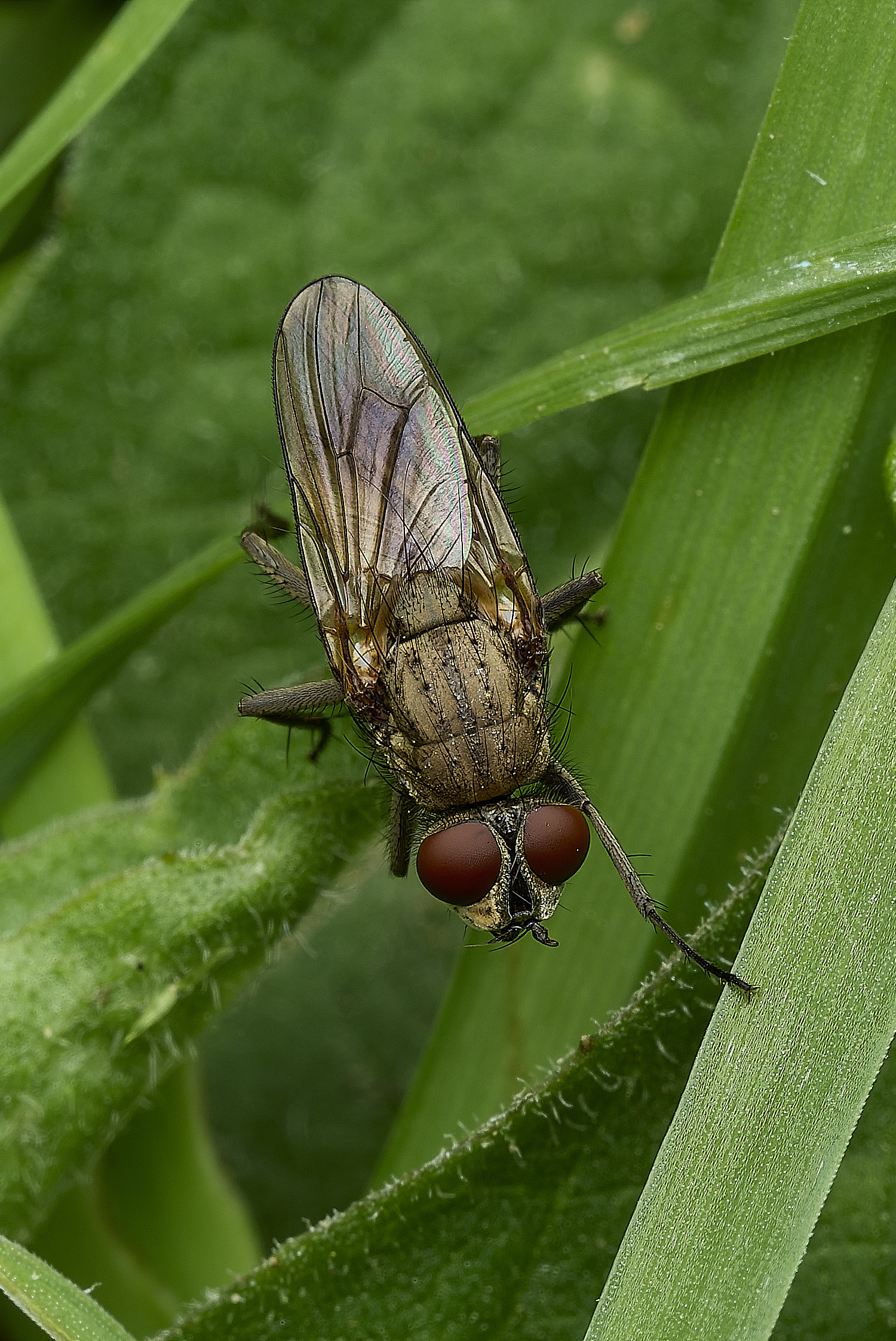 HanworthSatelliteFly170426-2