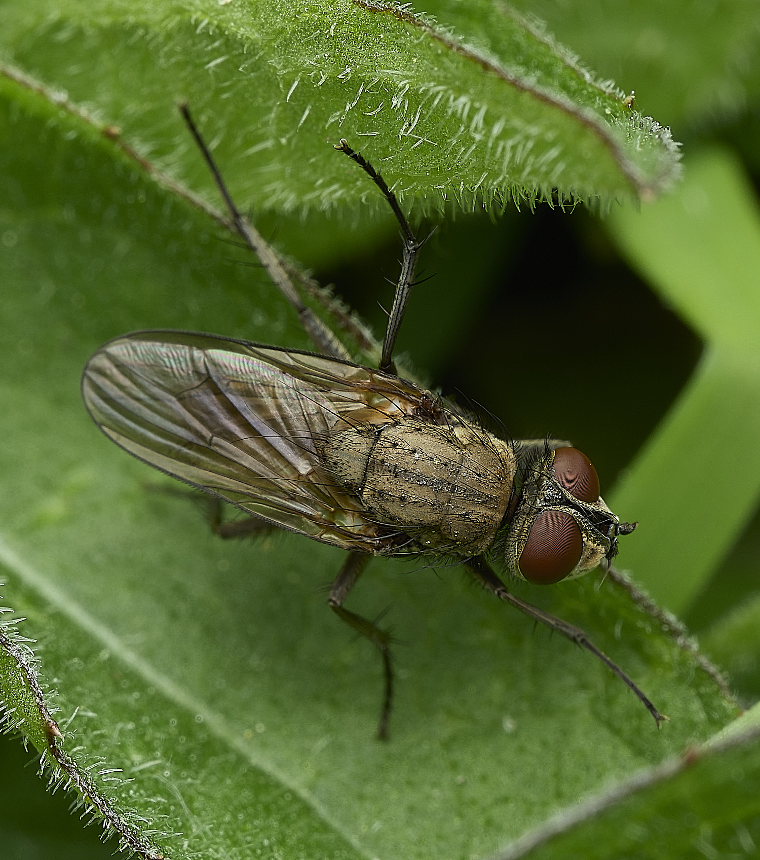 HanworthSatelliteFly170426-3
