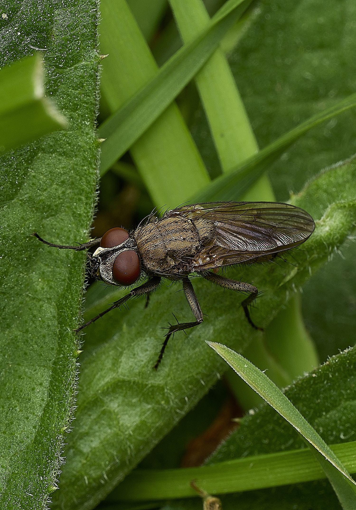 HanworthSatelliteFly170426-4