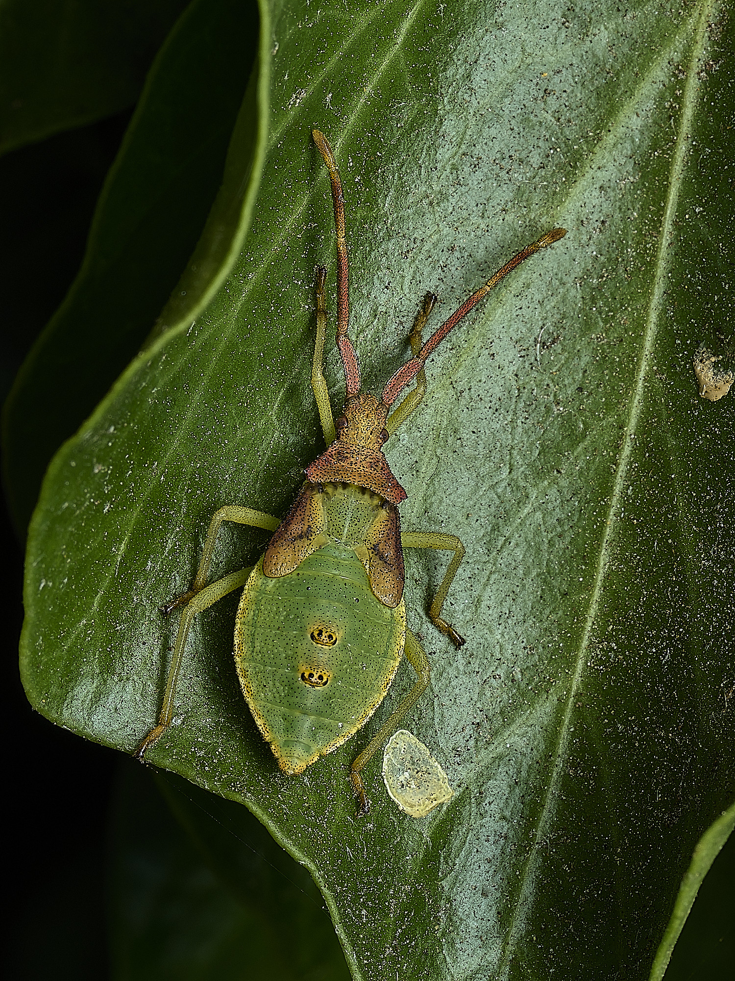 HanworthShieldBug240726-1