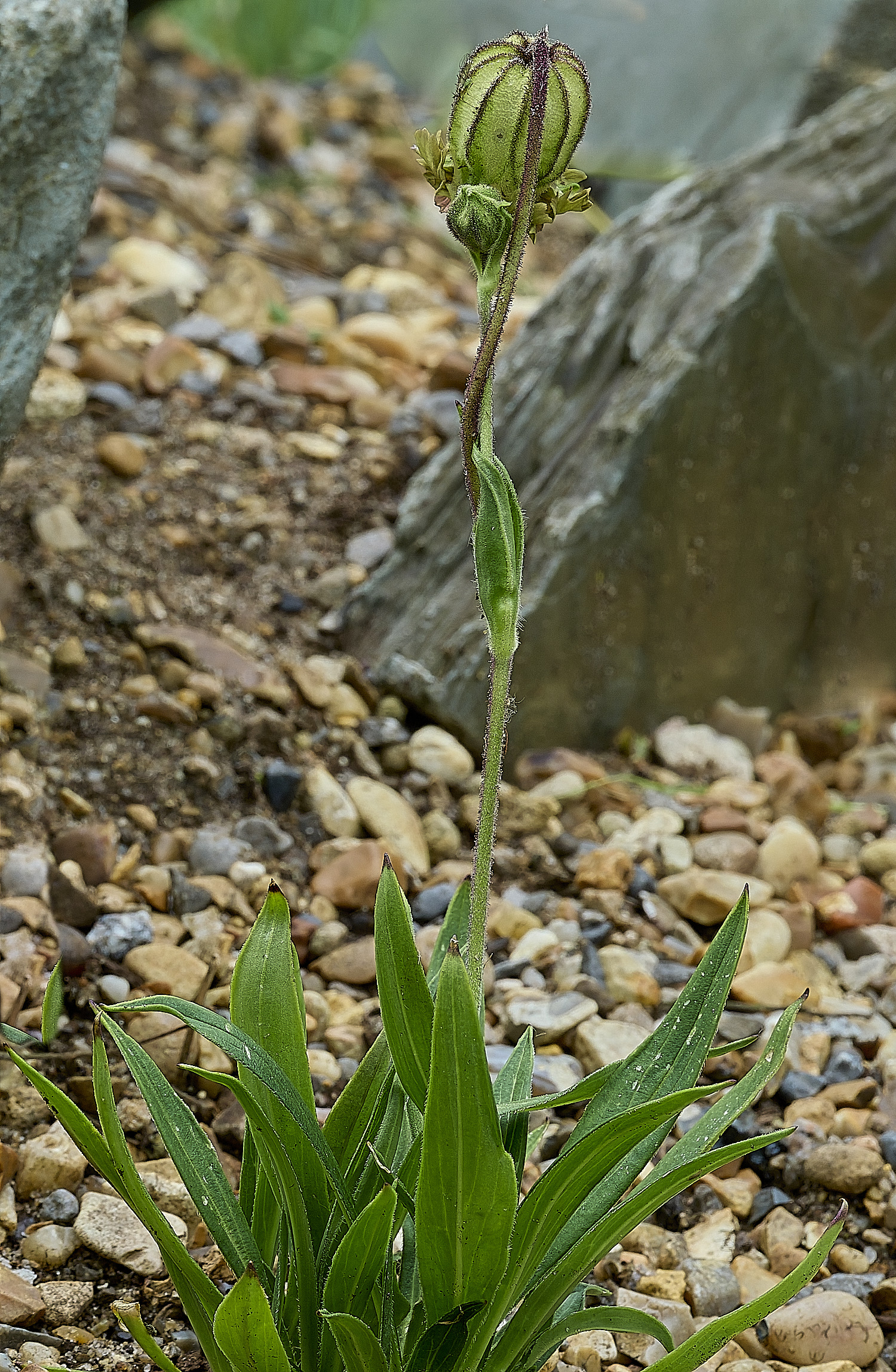 HanworthSilene070626-1