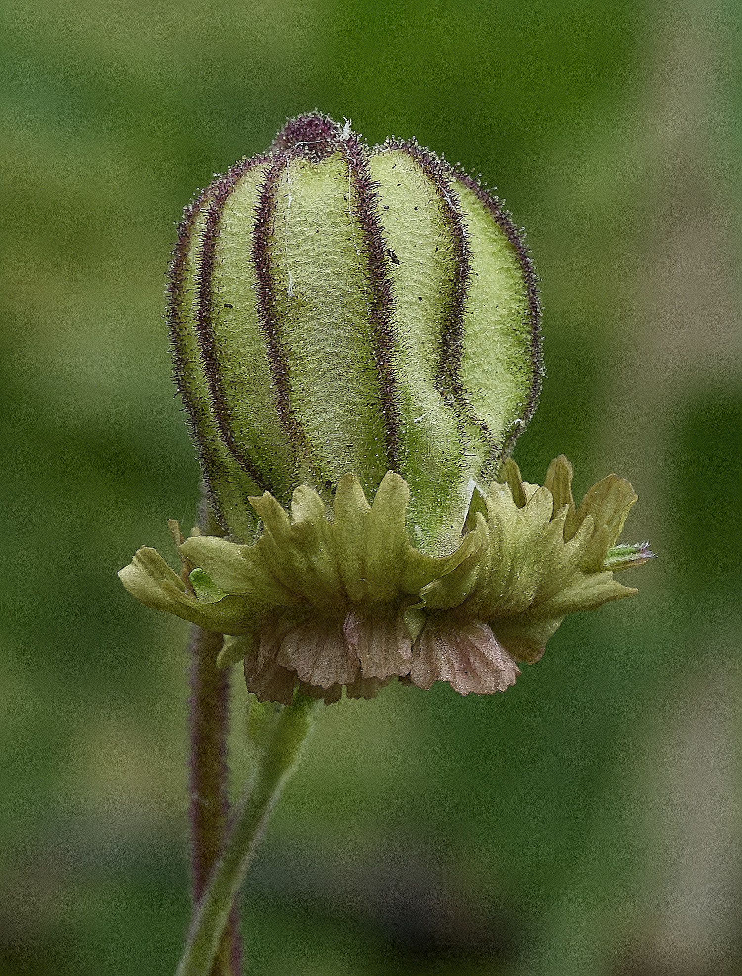 HanworthSilene070626-3