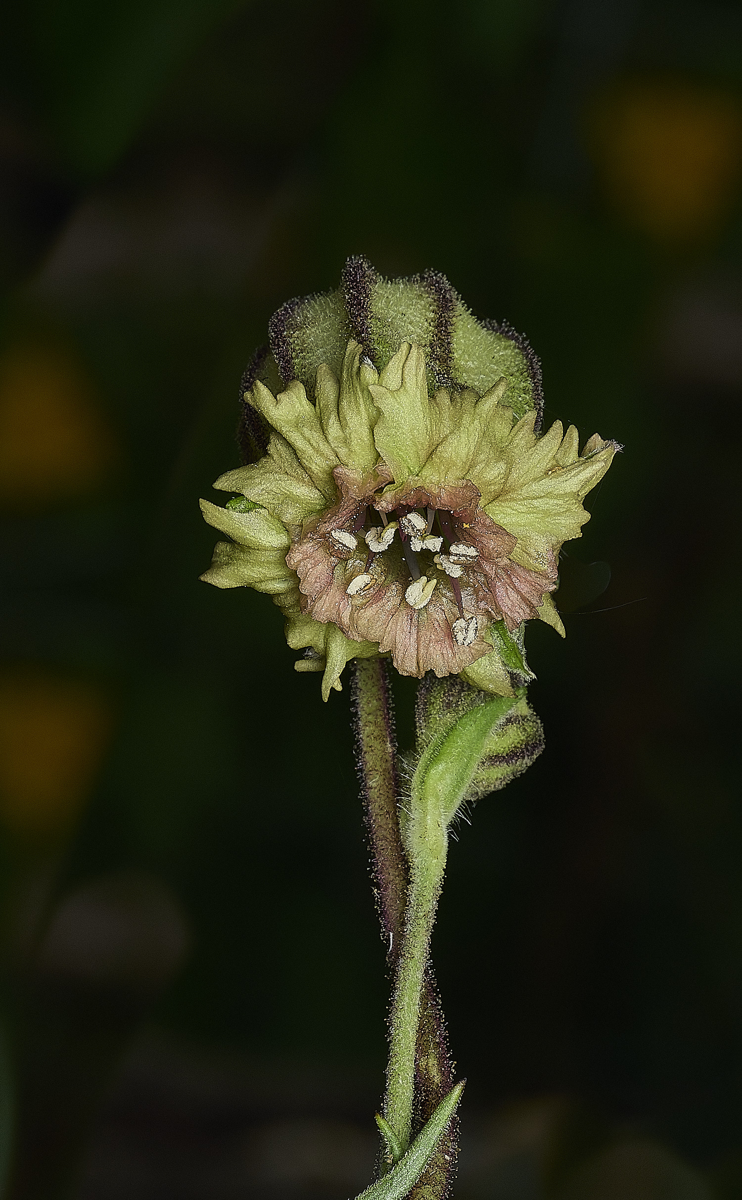 HanworthSilene070626-5