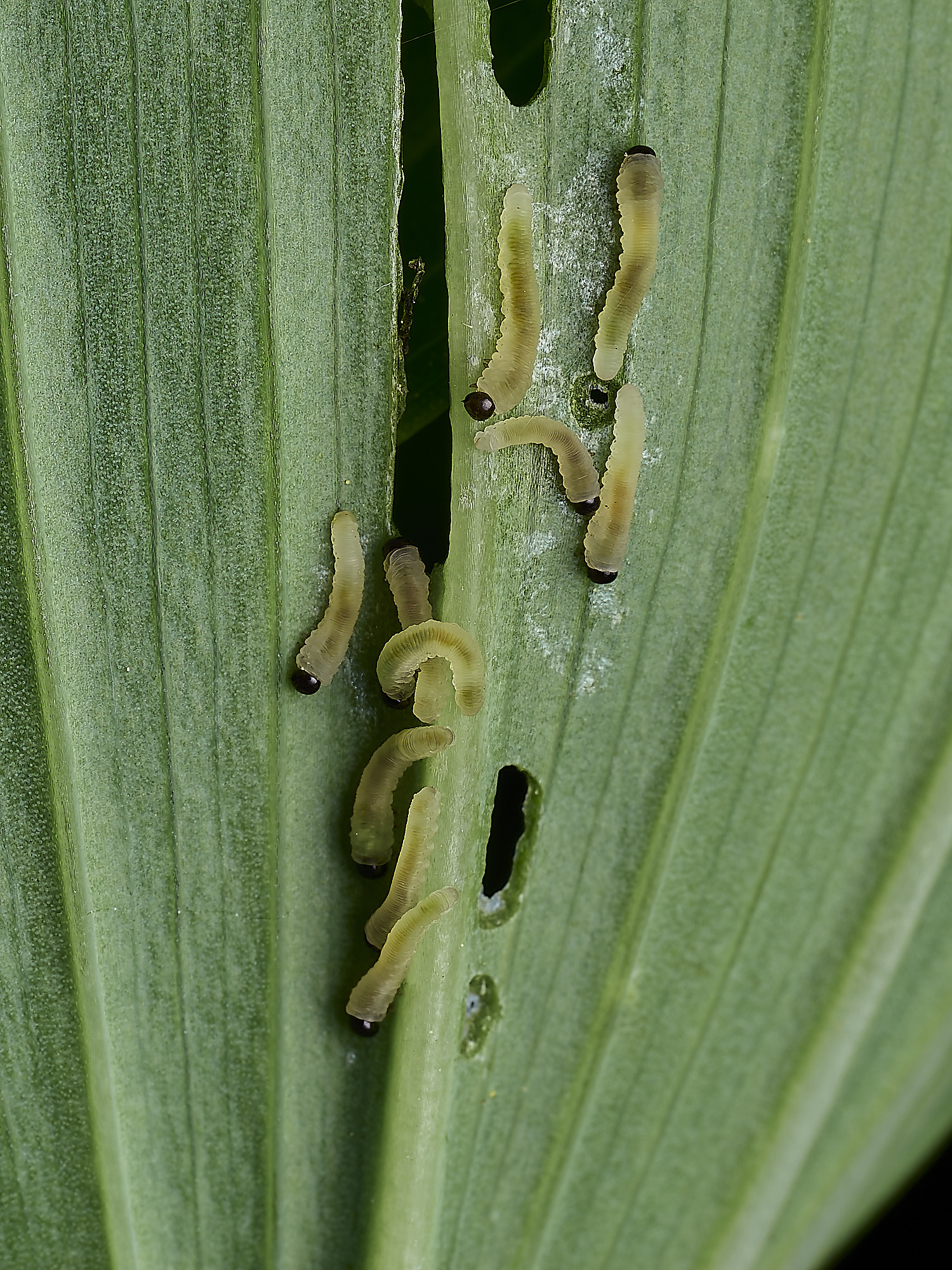HanworthSolomon&#39;sSealSawfly290526-1