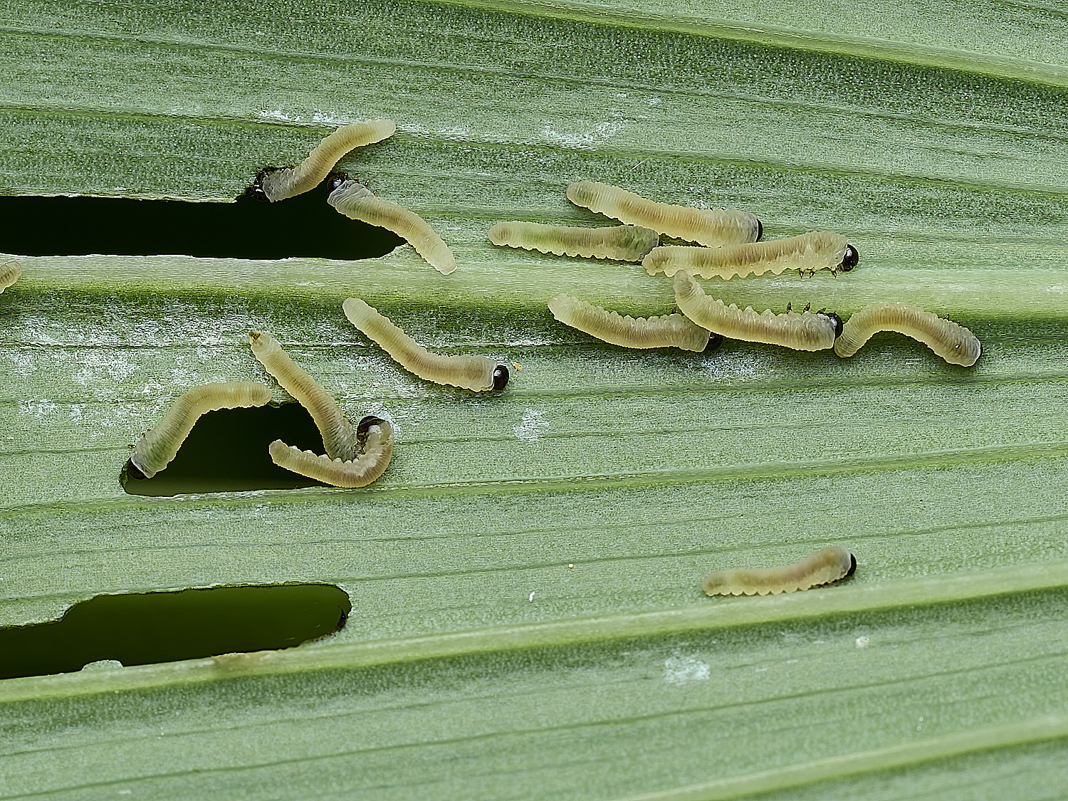 HanworthSolomon&#39;sSealSawfly290526-2