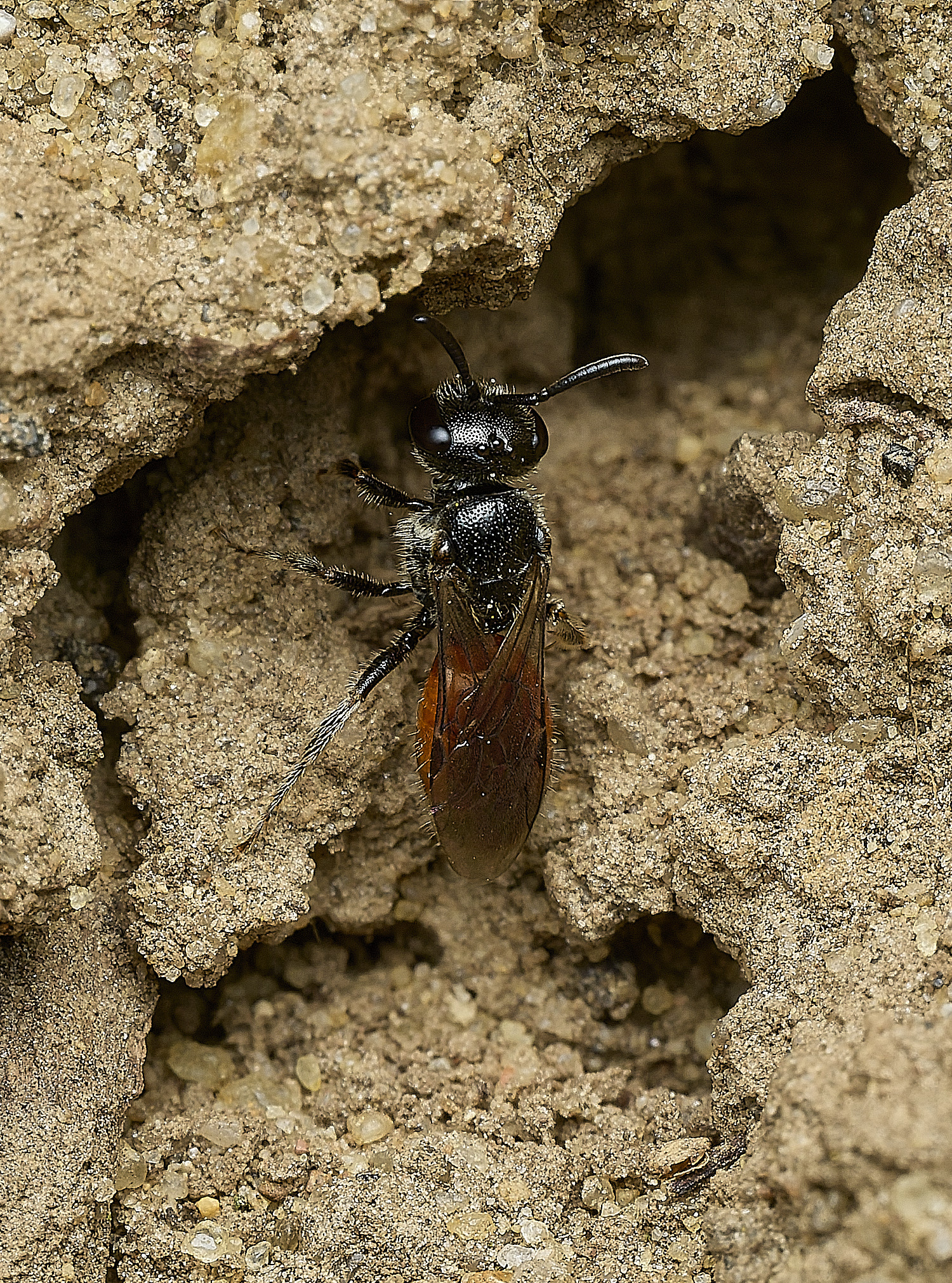 HanworthSphecodesSp170426-1